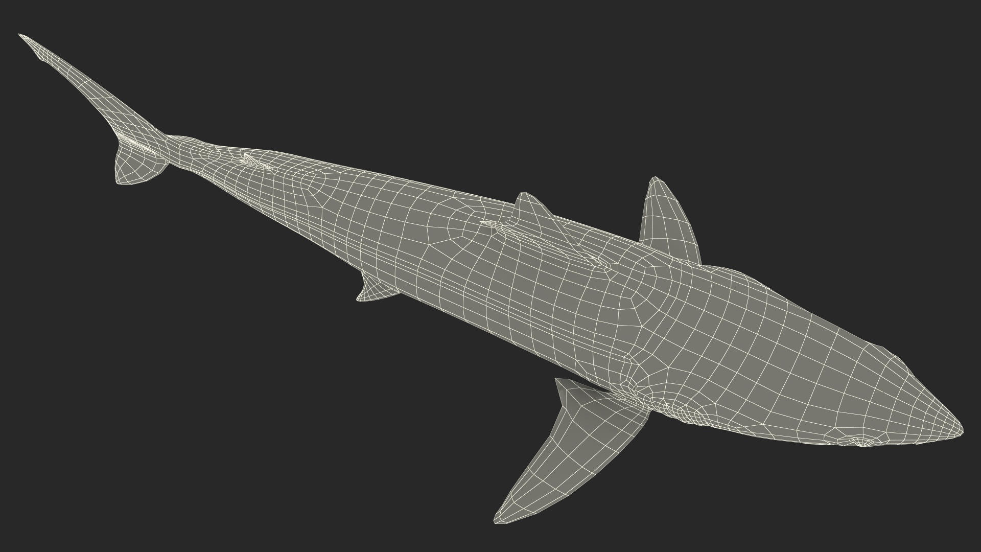 Realistic Shortfin Mako Shark 3D model