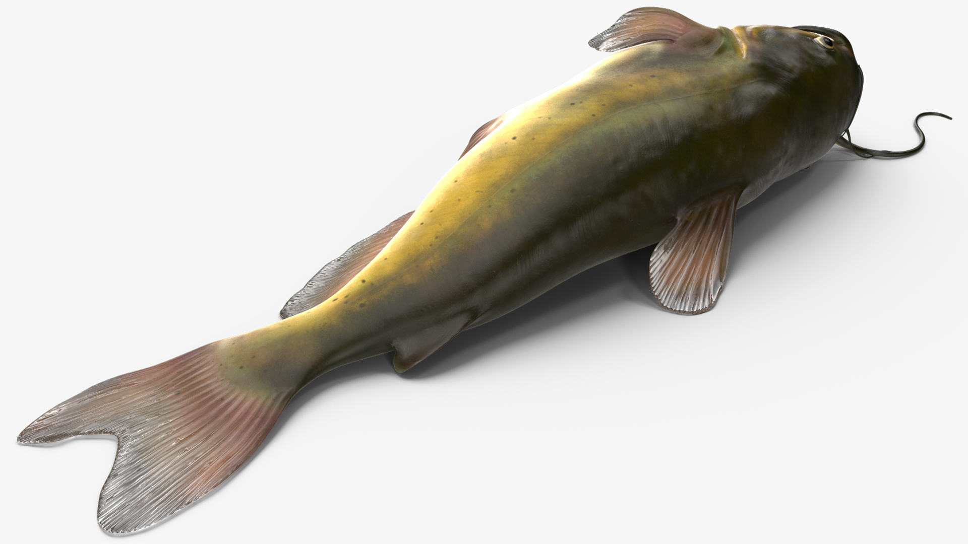 3D model Channel Catfish Laying on Side