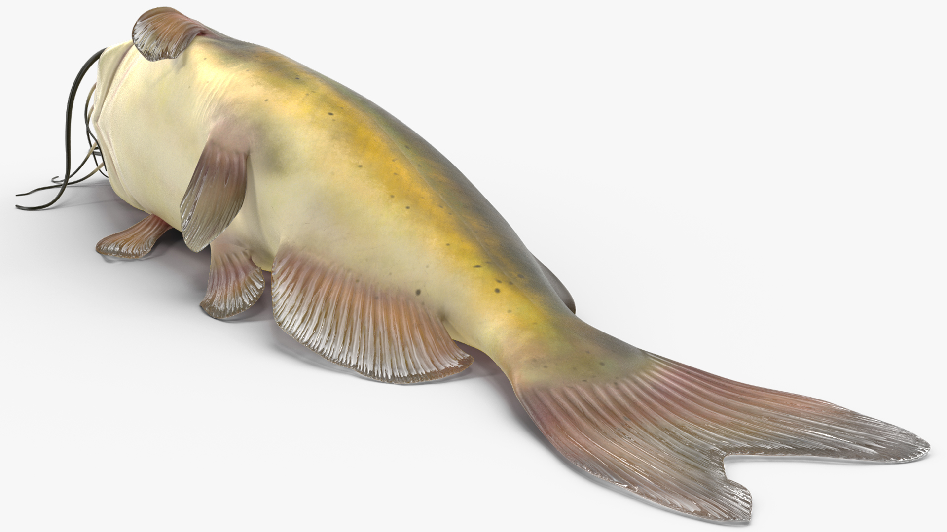 3D model Channel Catfish Laying on Side