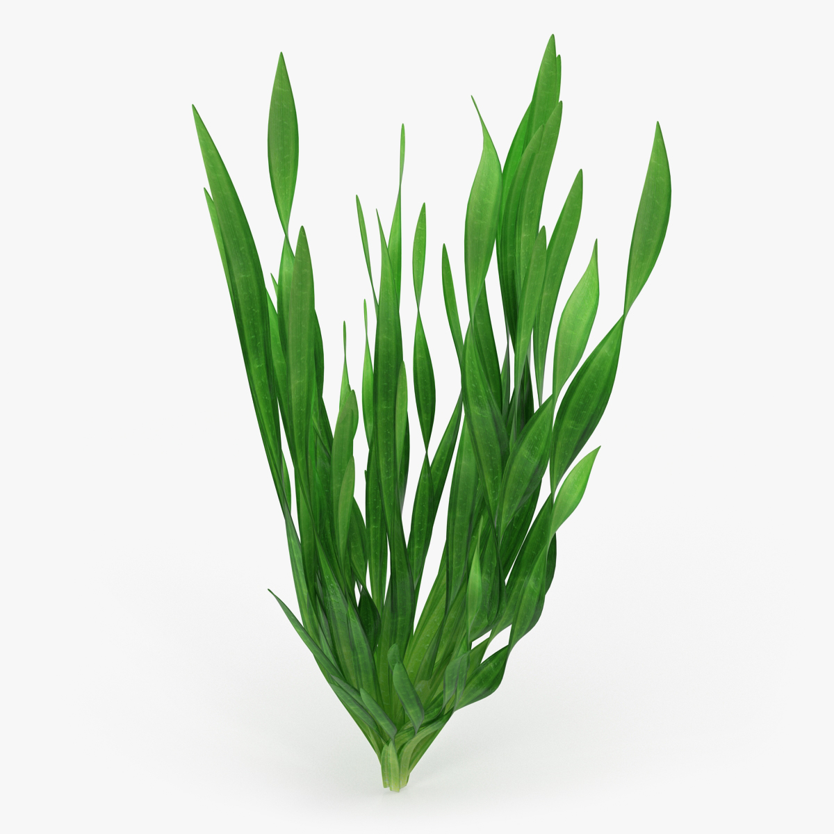 Tape Aquarium Grass 3D Model, view 3
