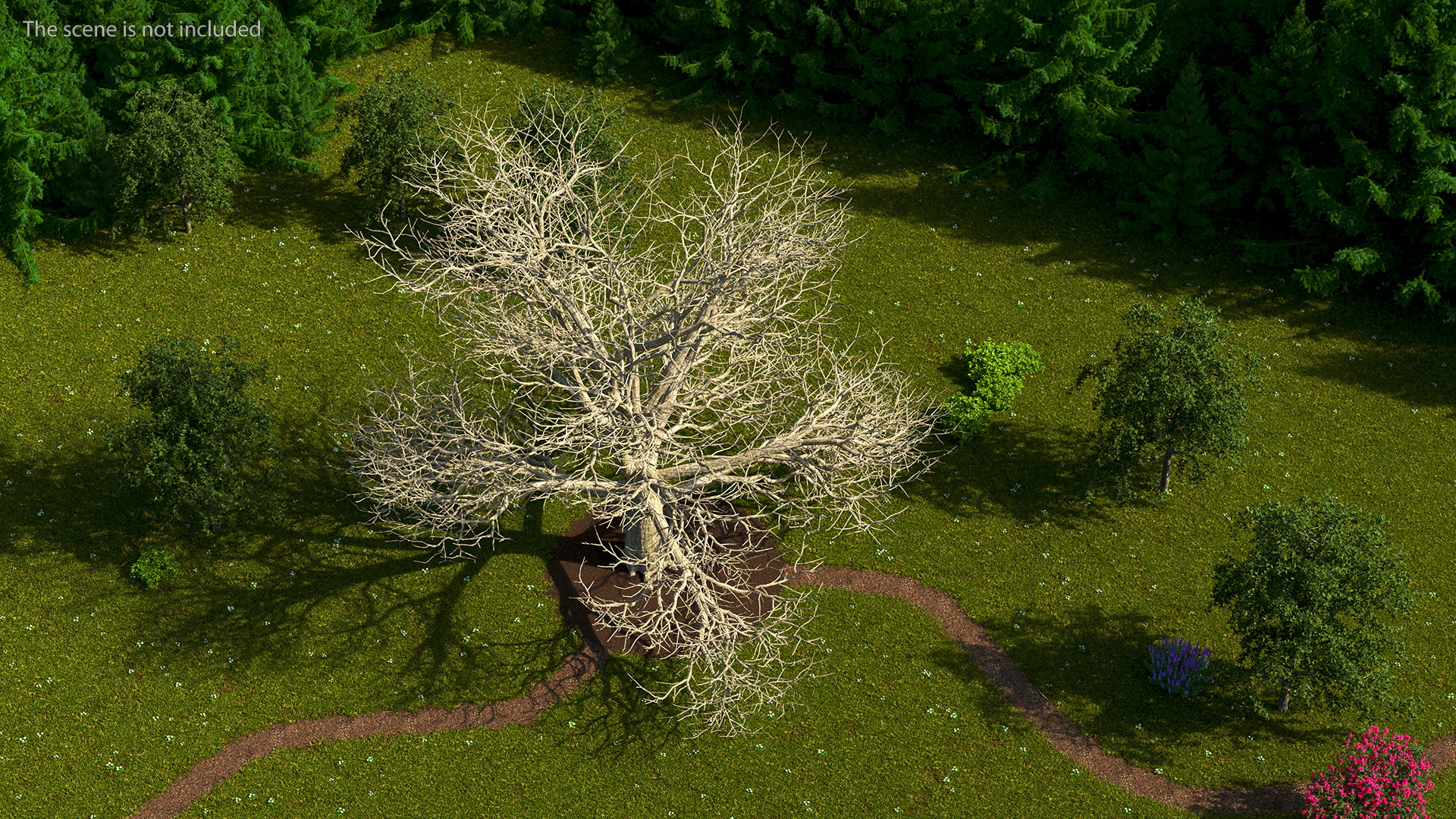3D Cedar Lebanon Bark Tree model