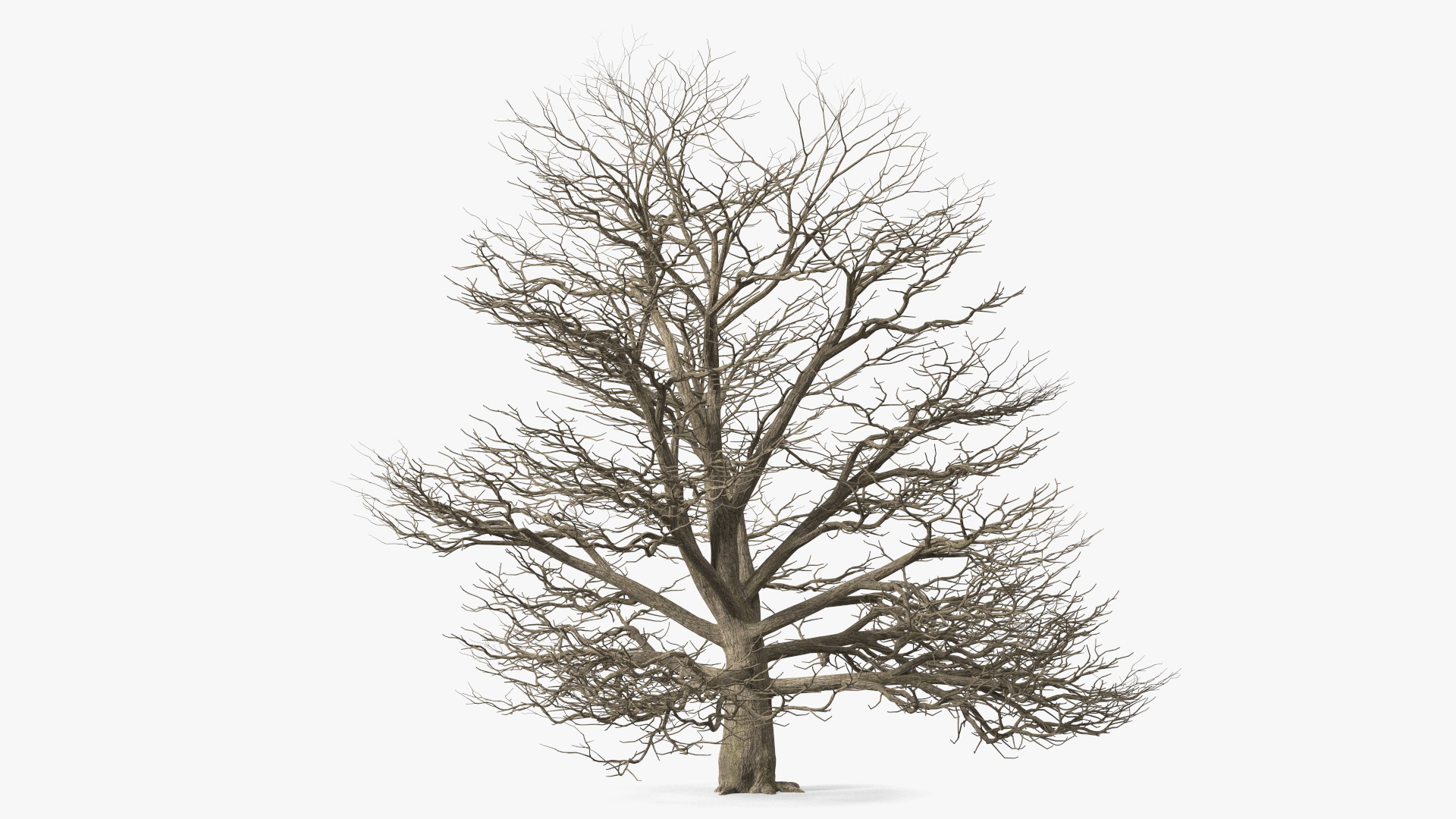 3D Cedar Lebanon Bark Tree model