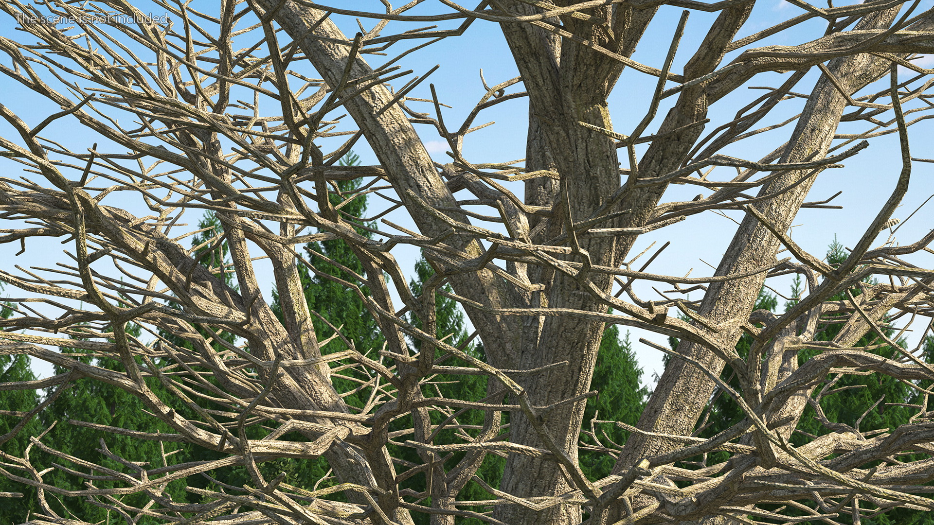 3D Cedar Lebanon Bark Tree model