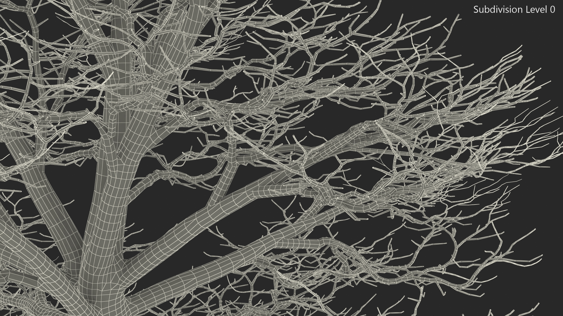 3D Cedar Lebanon Bark Tree model