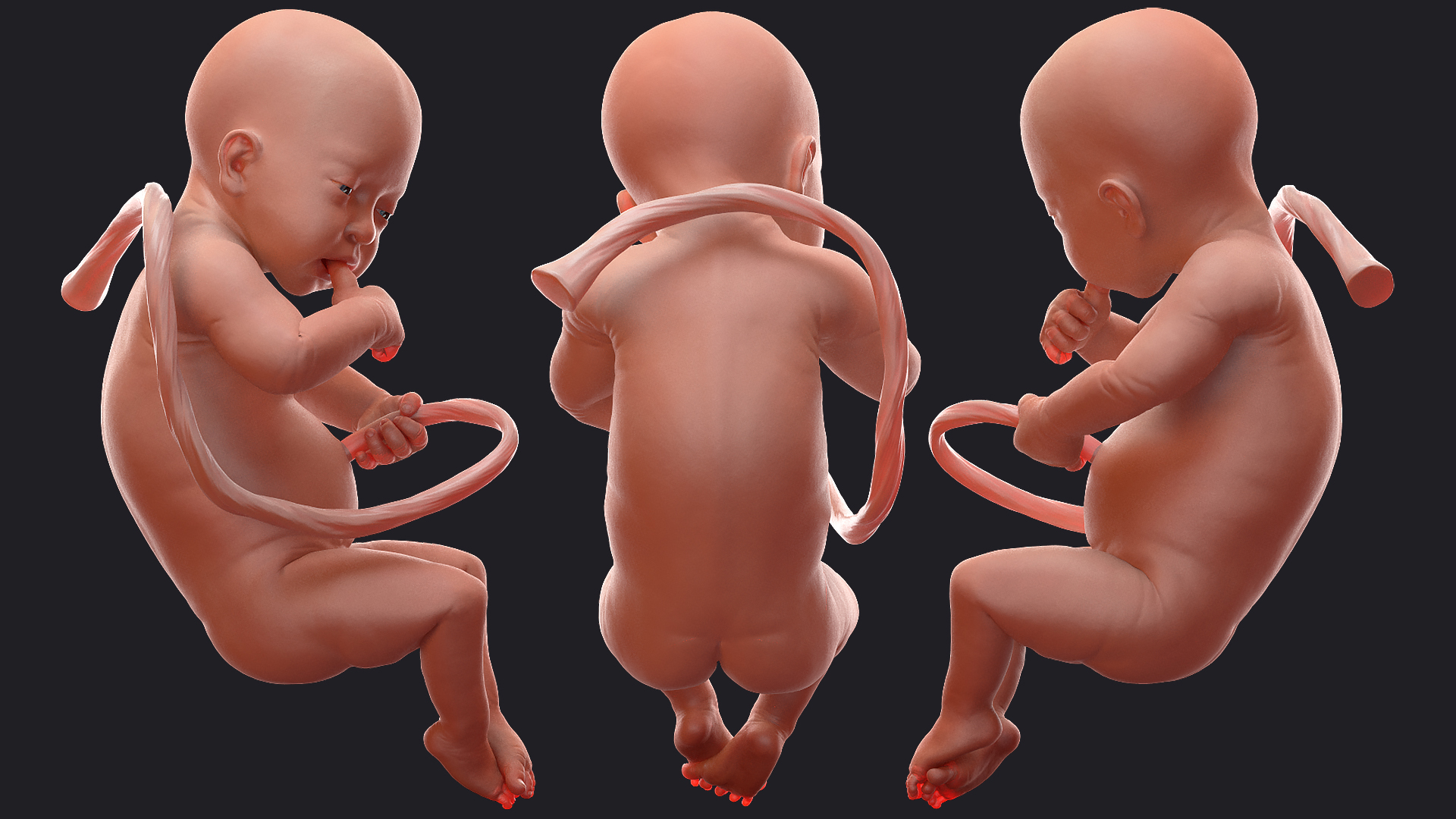 Baby Boy at 32 Weeks Rigged 3D