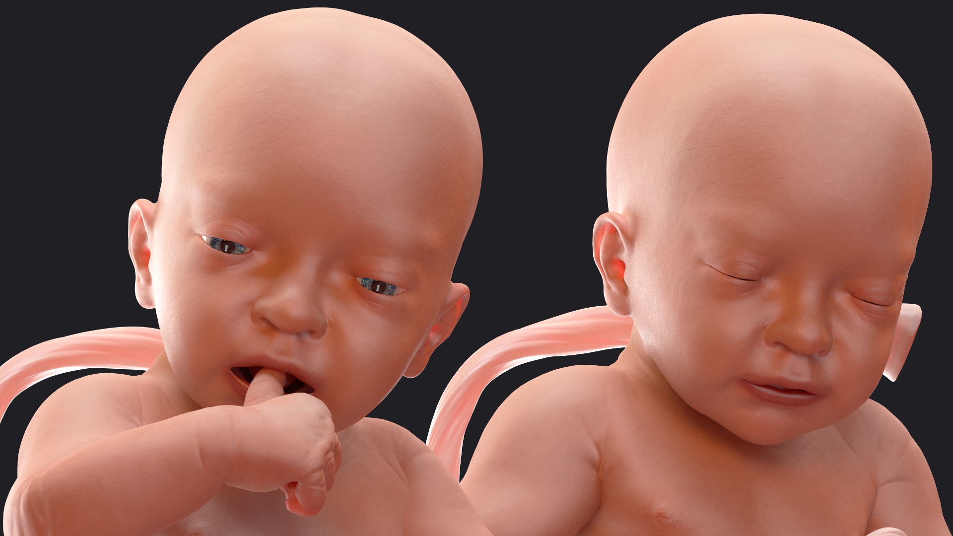 Baby Boy at 32 Weeks Rigged 3D