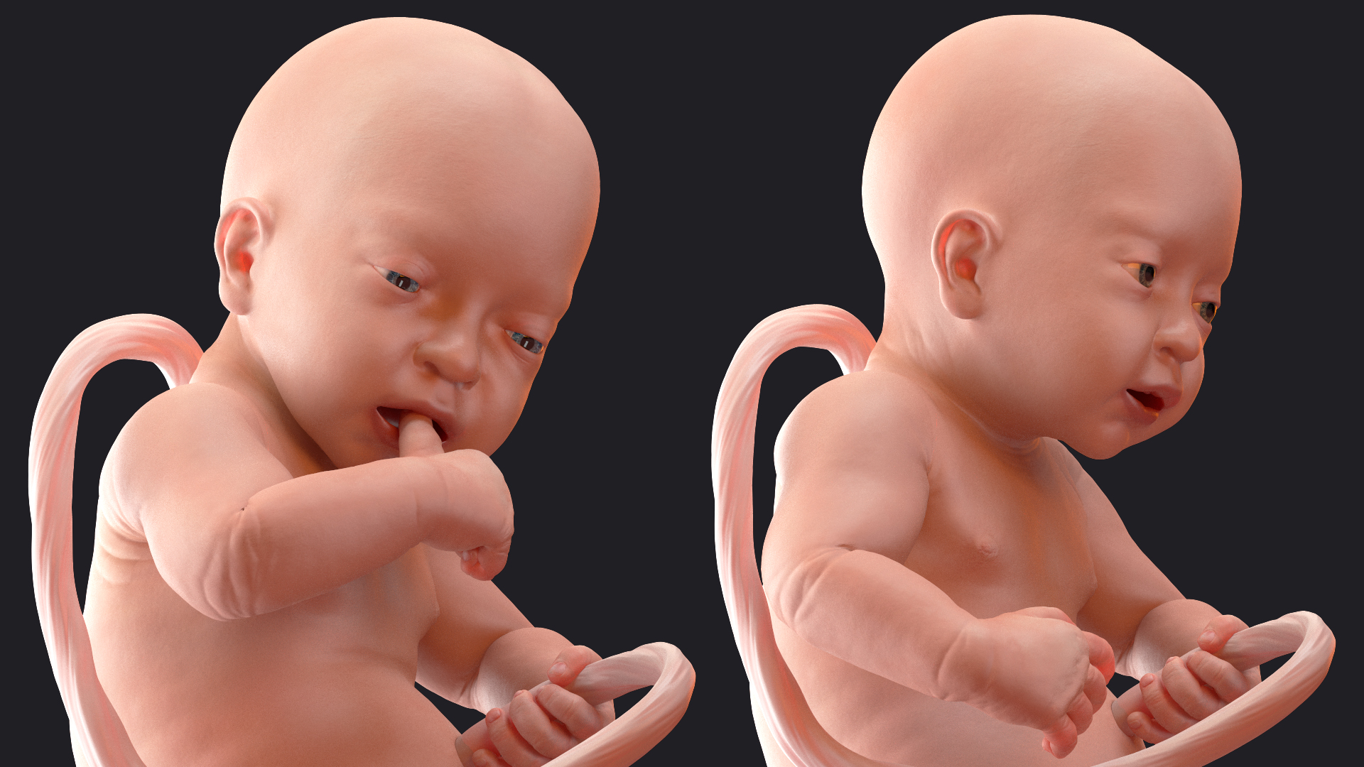 Baby Boy at 32 Weeks Rigged 3D