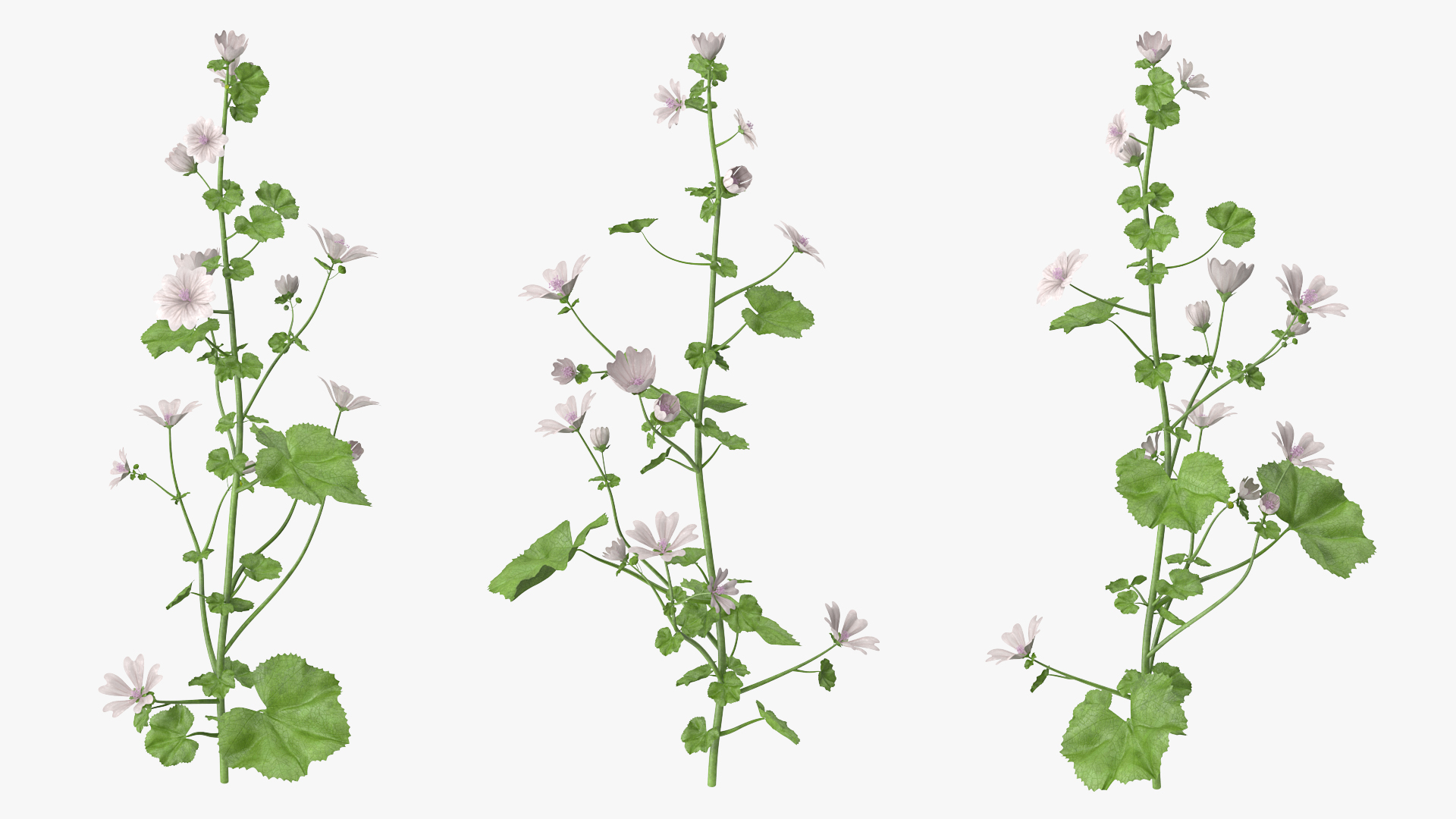White Musk Mallow 3D