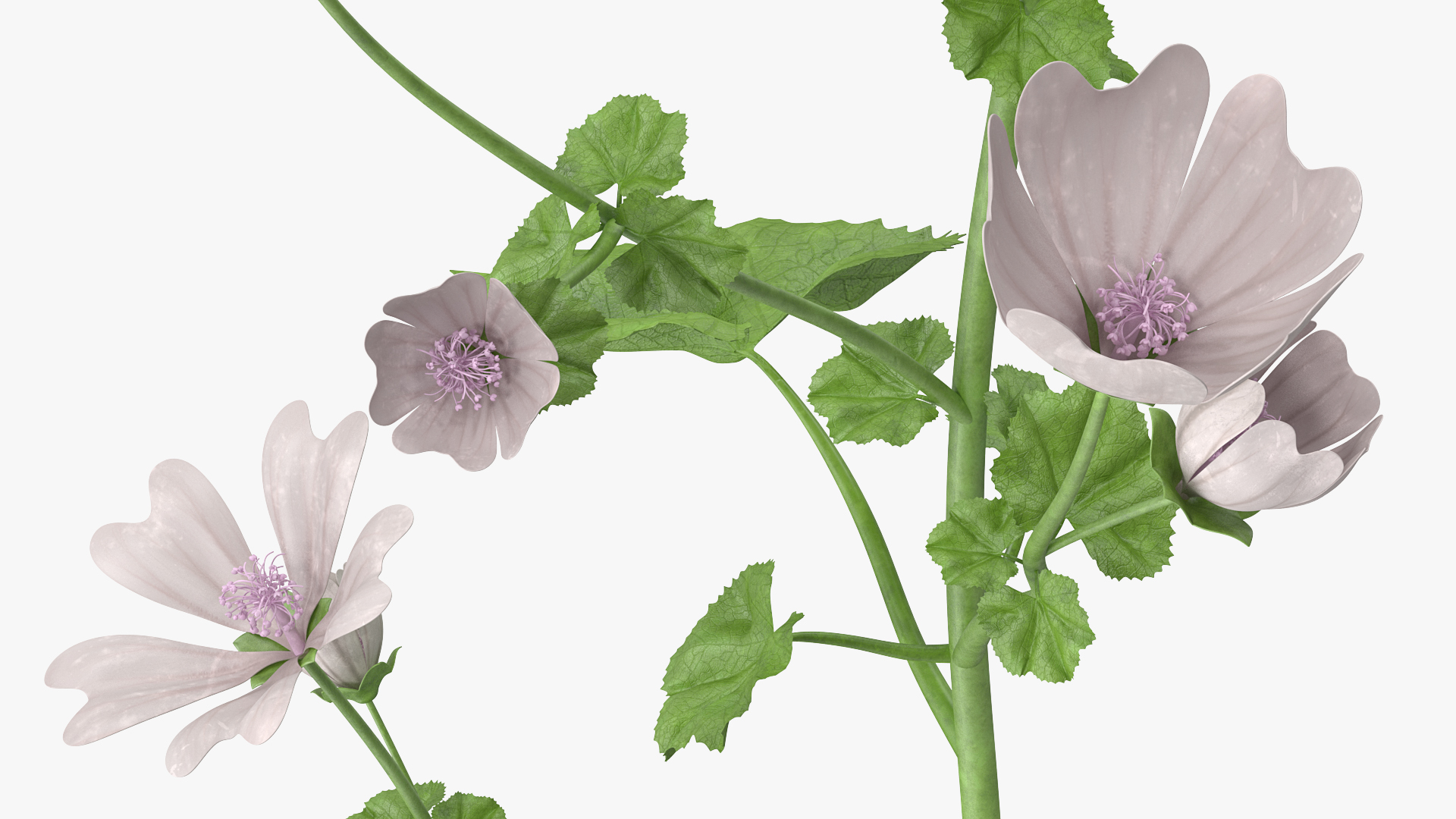 White Musk Mallow 3D