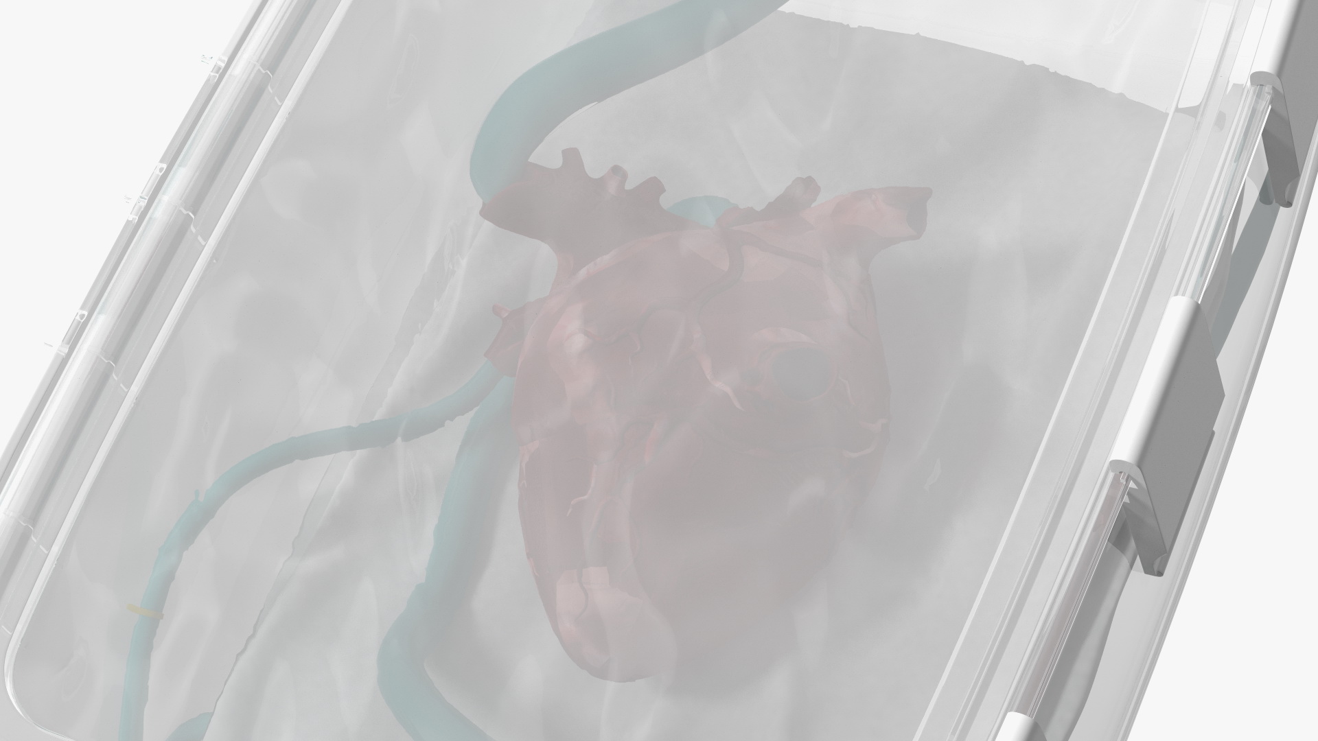 3D Heart in Organ Care Box model