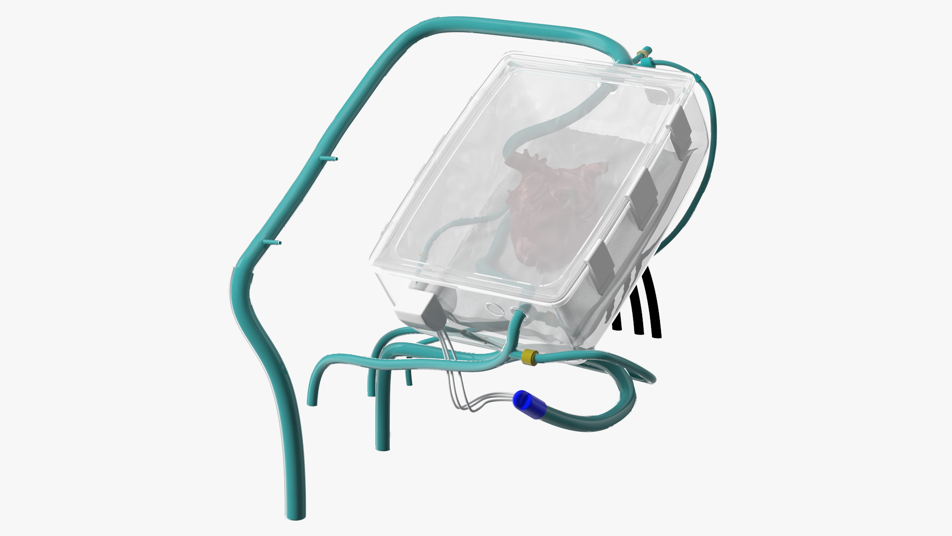3D Heart in Organ Care Box model