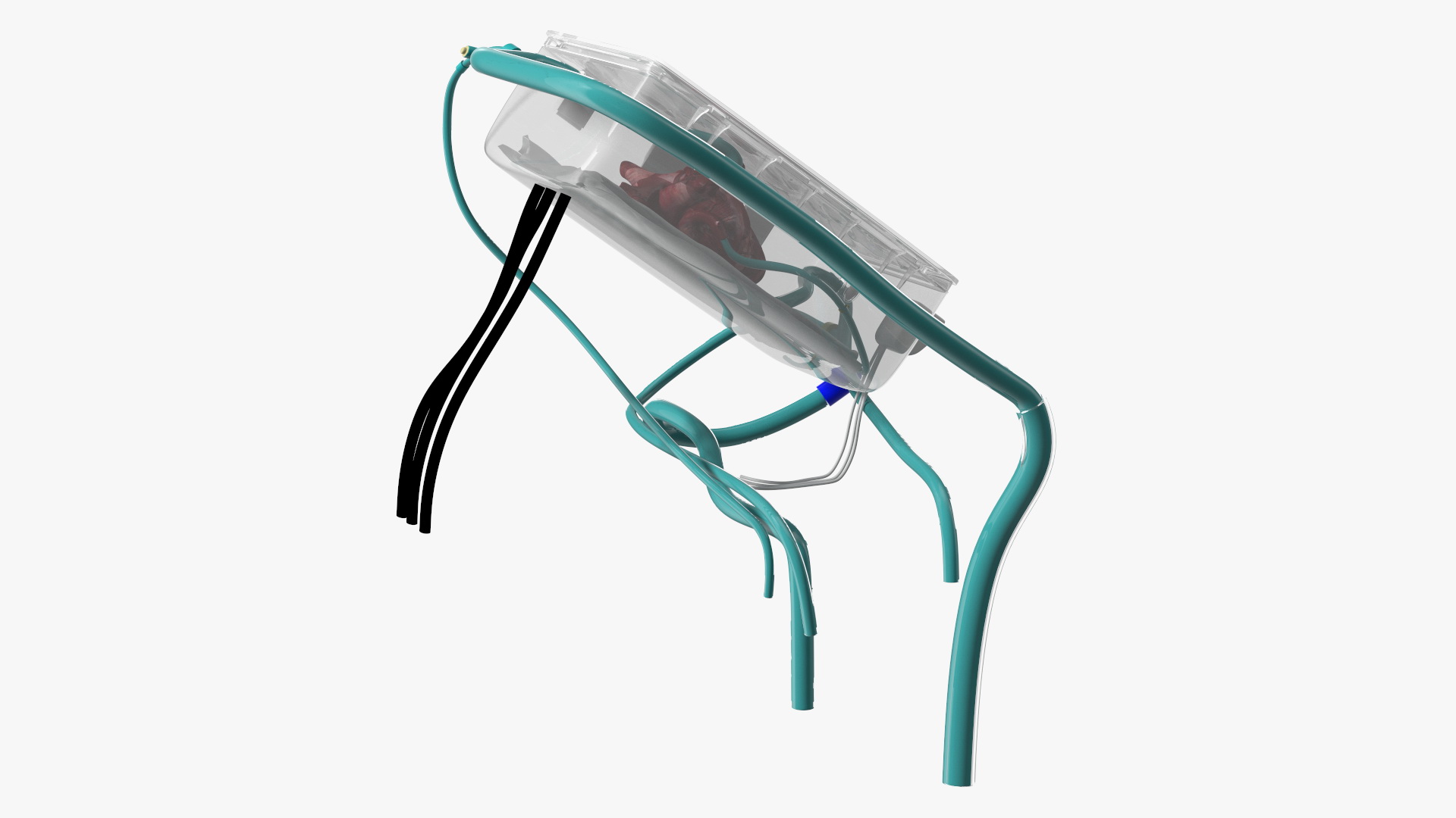 3D Heart in Organ Care Box model