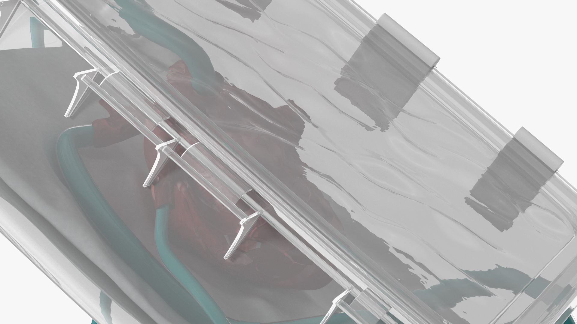 3D Heart in Organ Care Box model