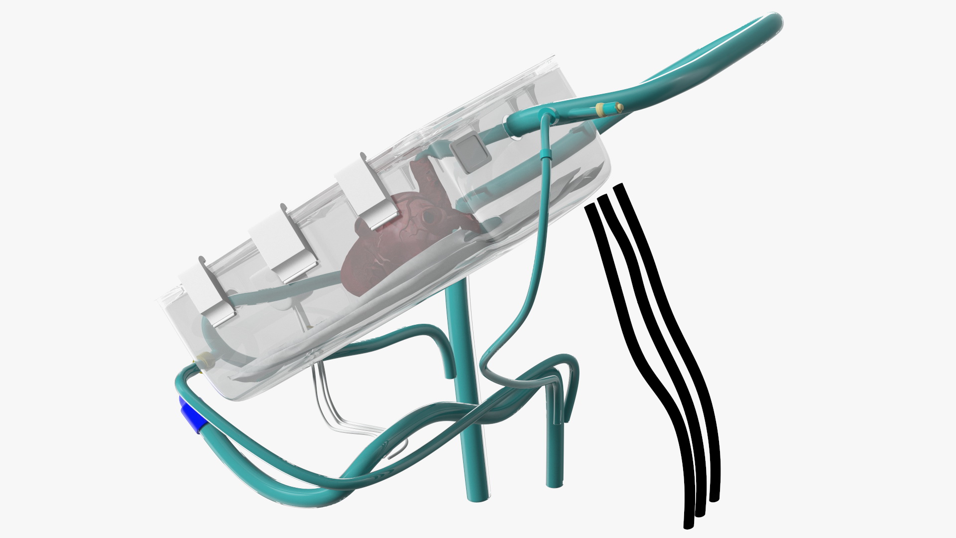 3D Heart in Organ Care Box model