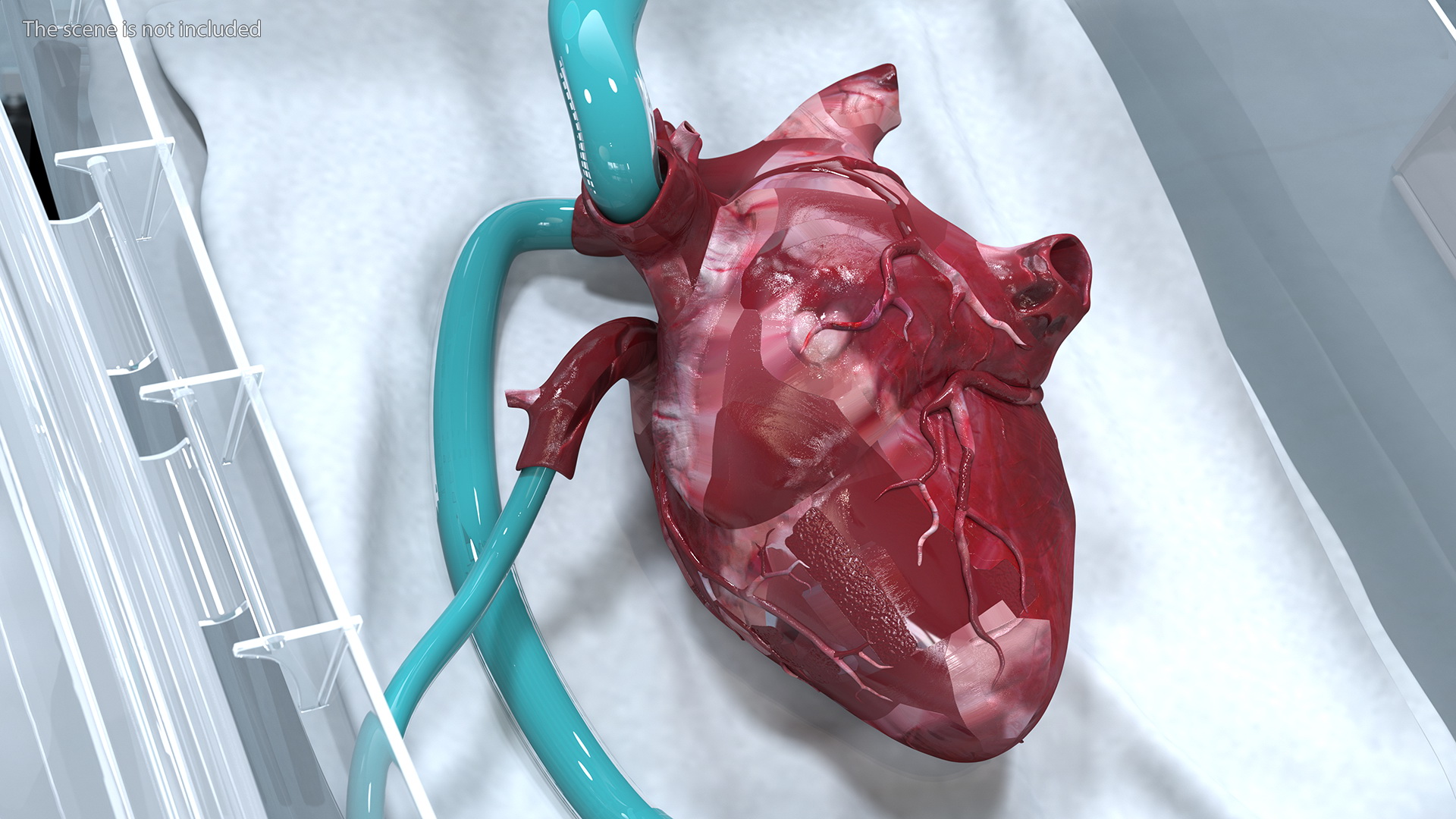 3D Heart in Organ Care Box model