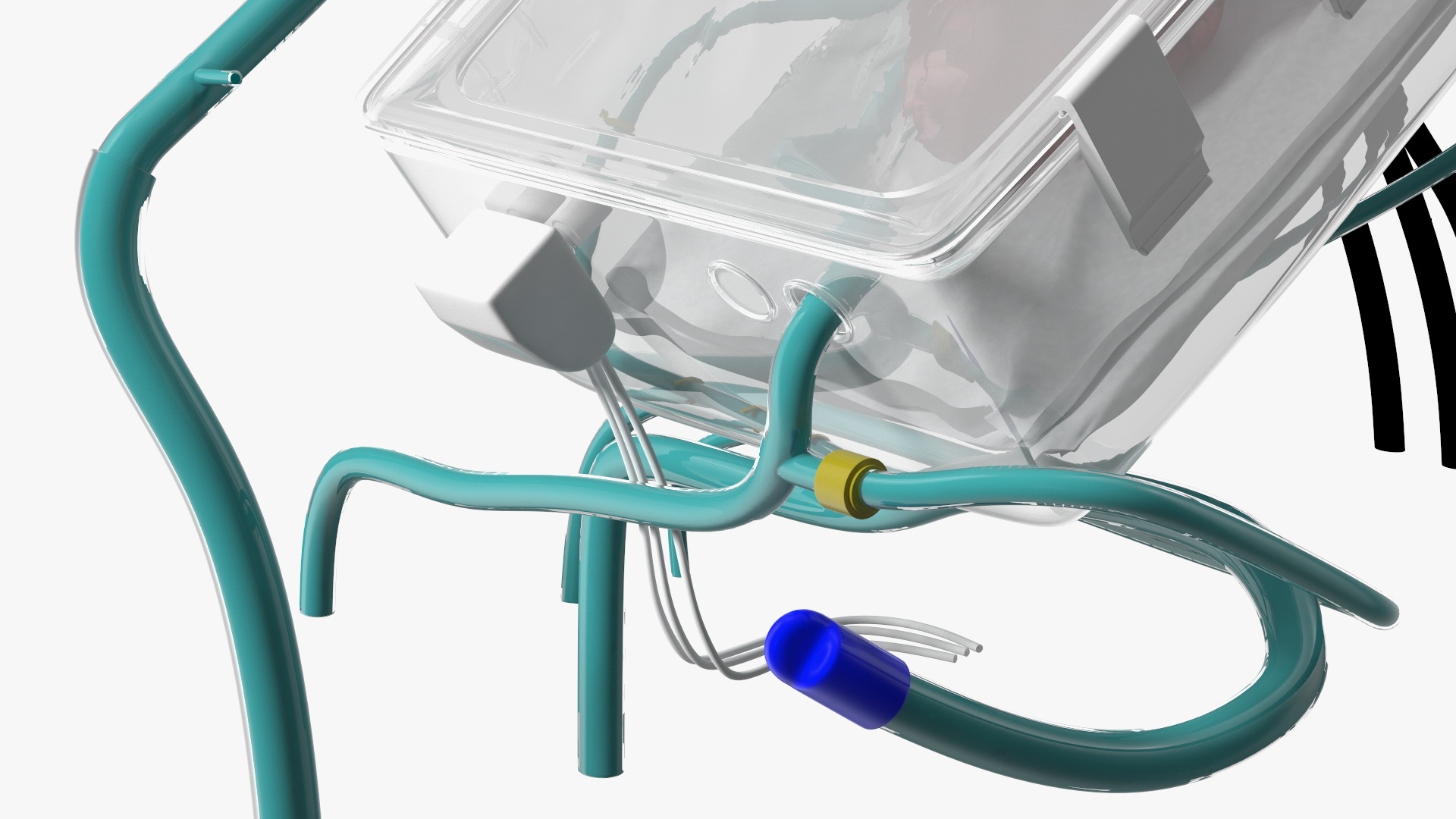 3D Heart in Organ Care Box model