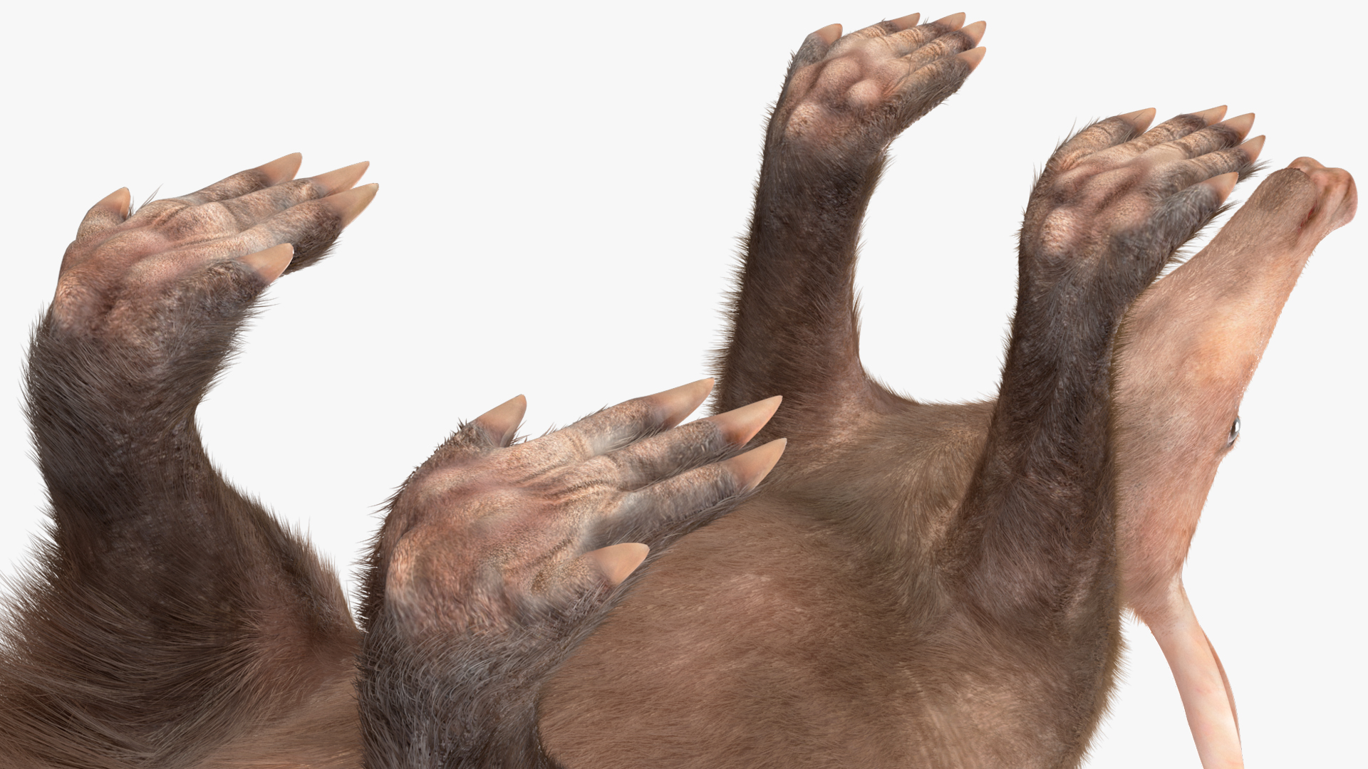 Aardvark Fur Rigged 3D model