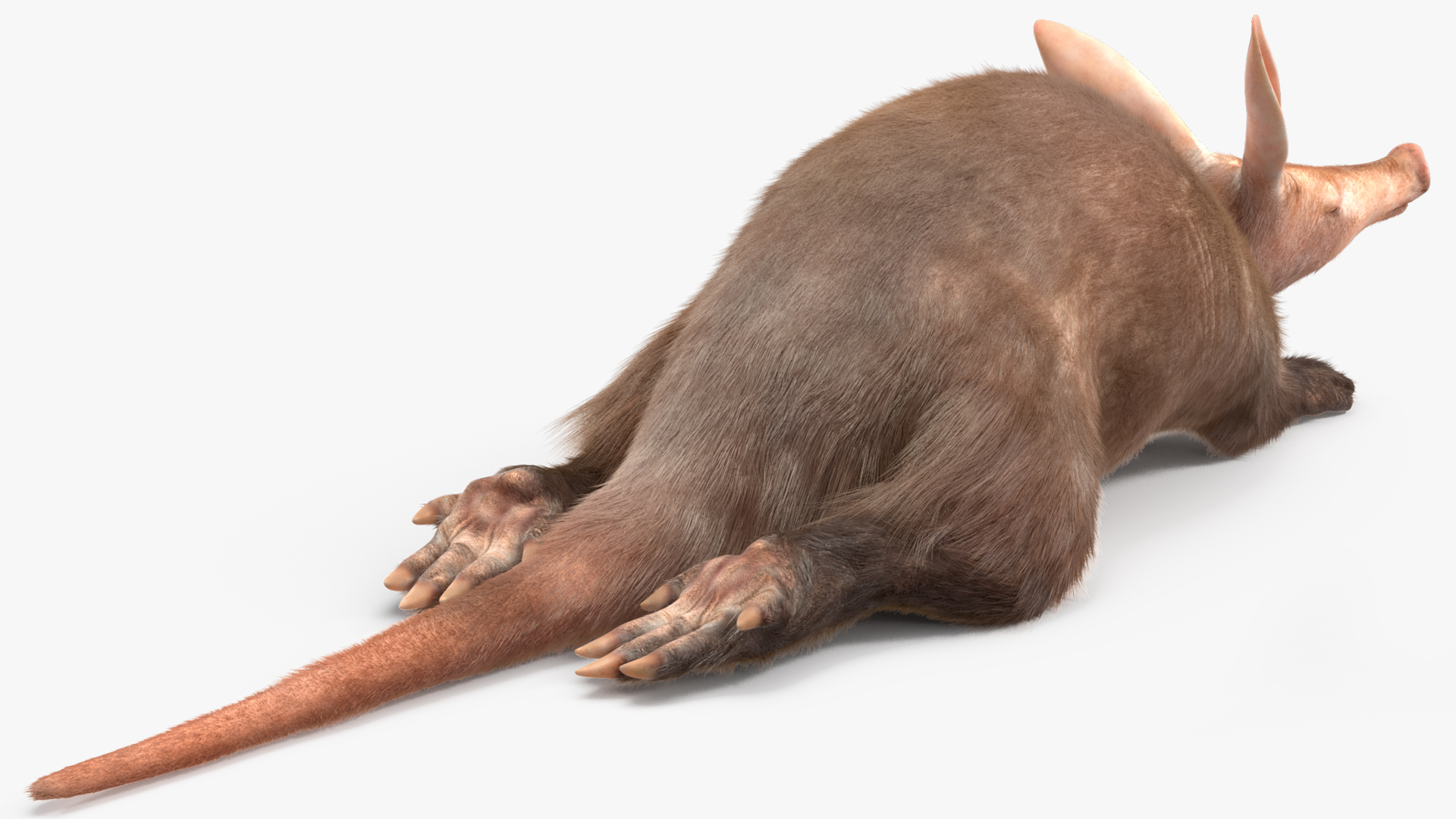 Aardvark Fur Rigged 3D model