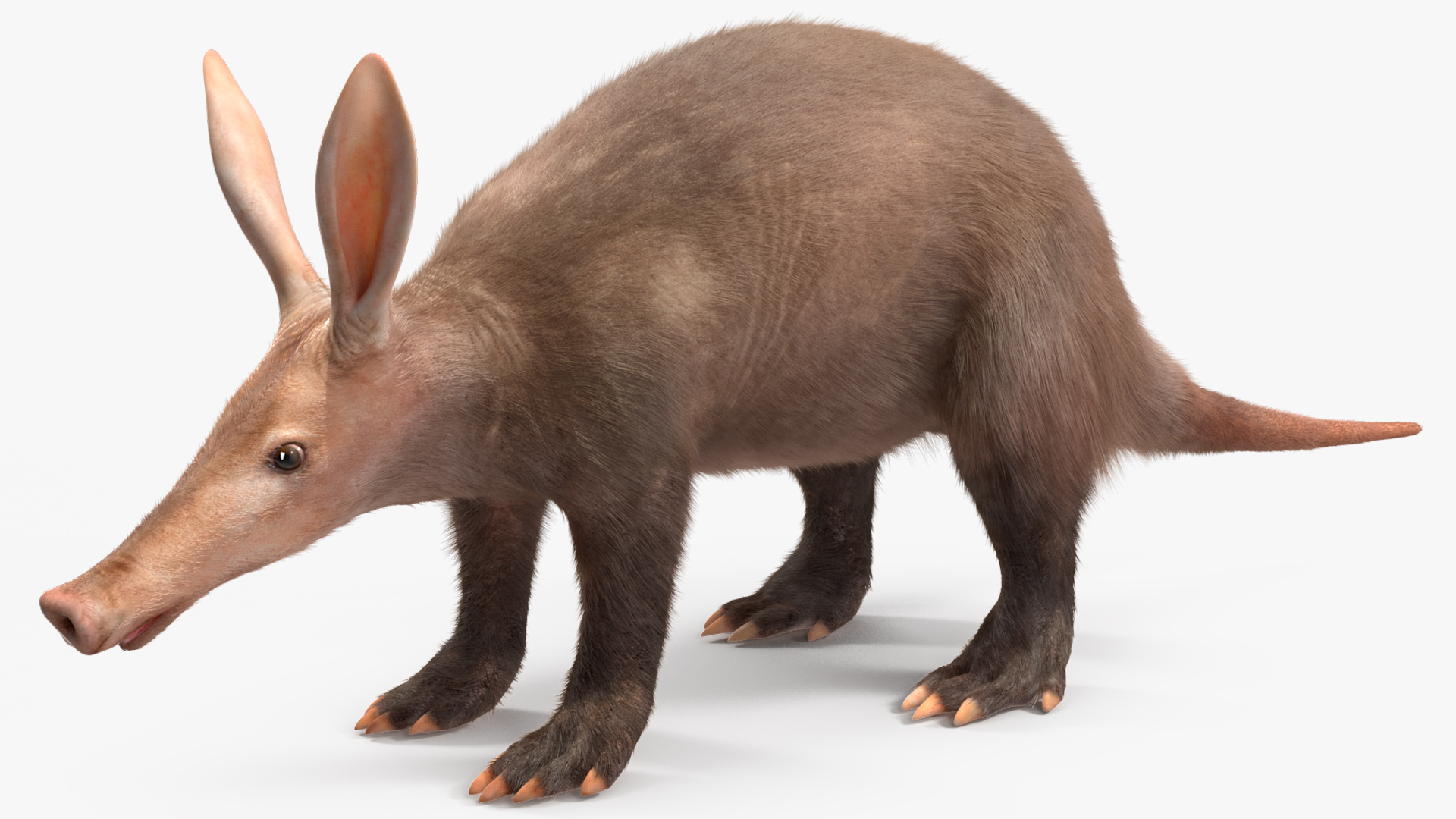 Aardvark Fur Rigged 3D model