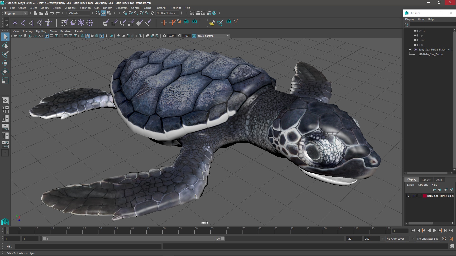 3D Baby Sea Turtle Black
