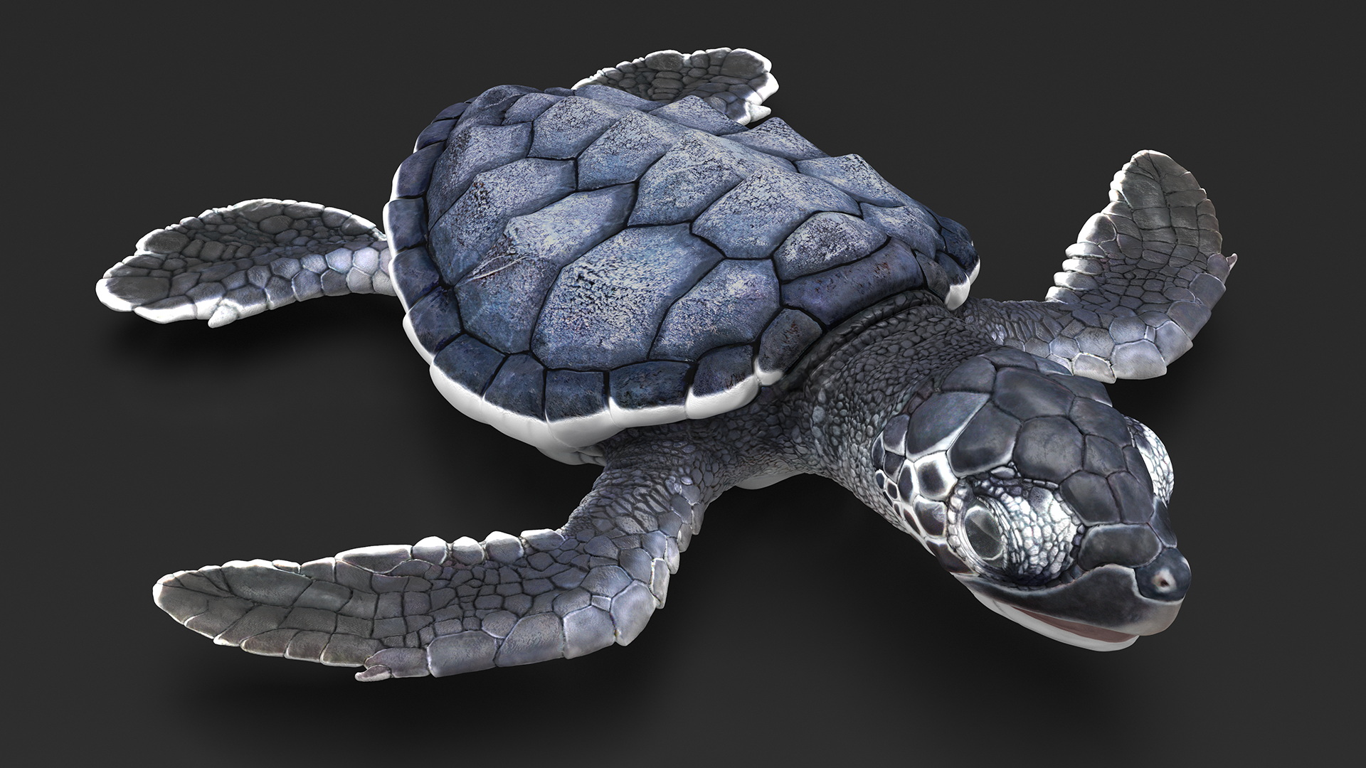 3D Baby Sea Turtle Black