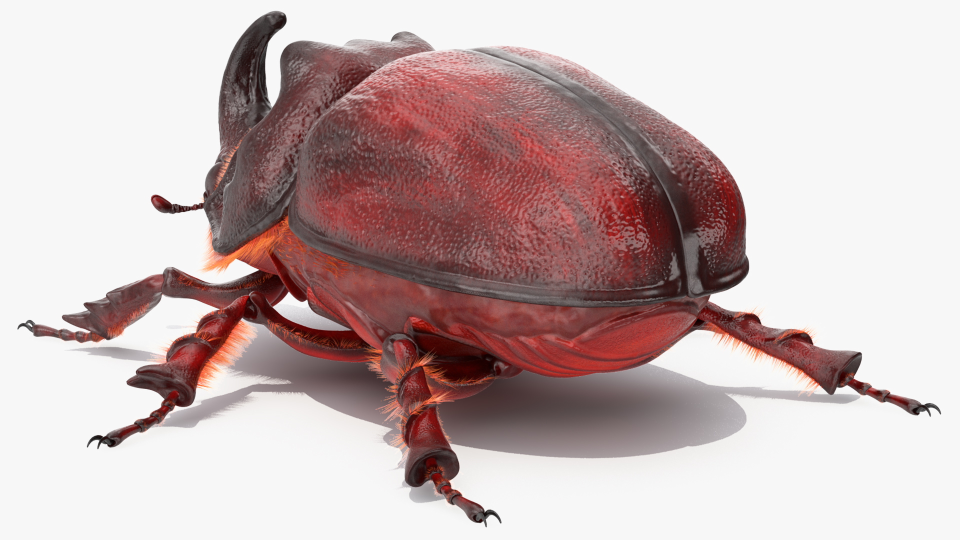 Rhinoceros Beetle Oryctes Nasicornis Standing with Fur 3D model