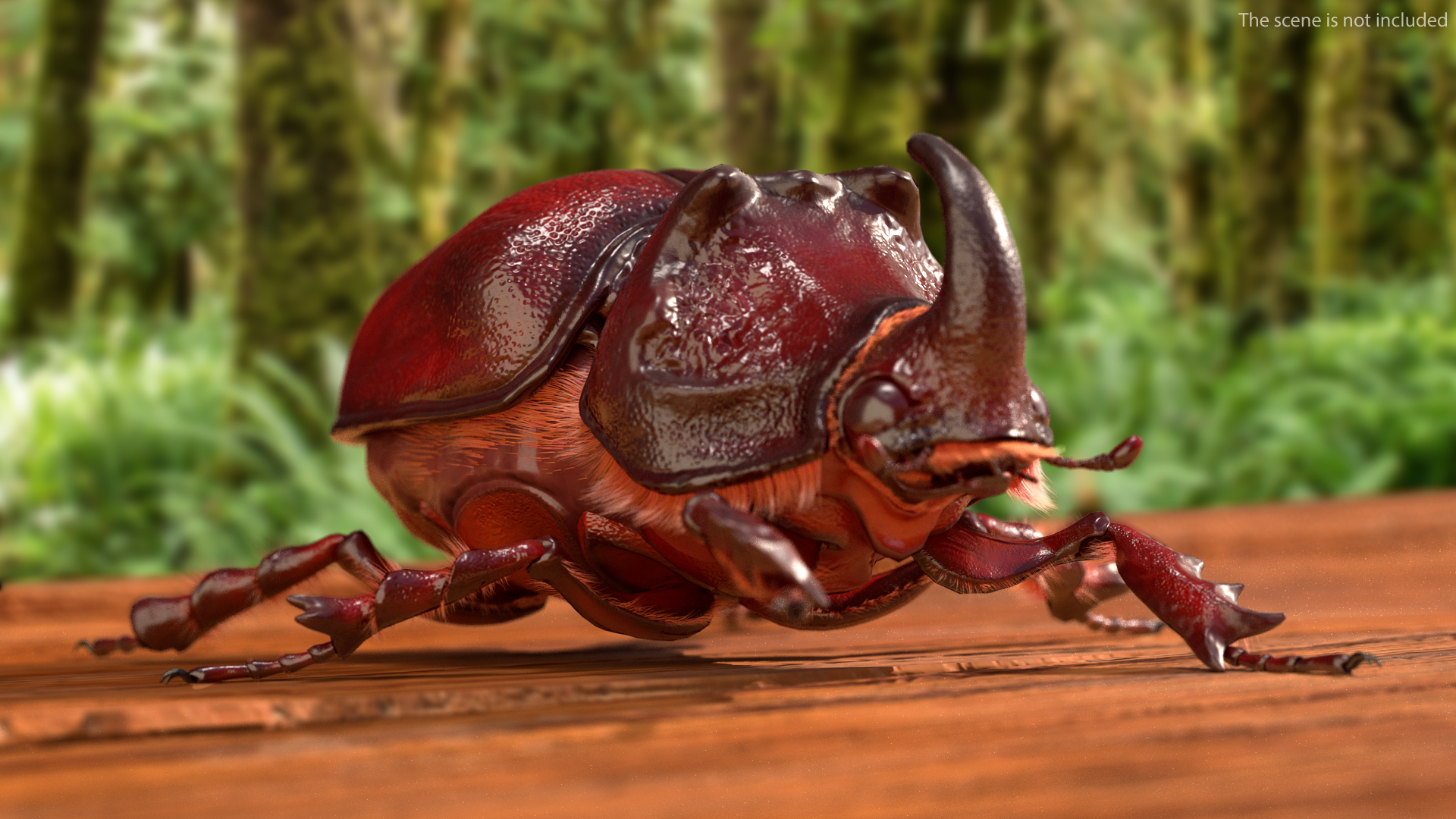 Rhinoceros Beetle Oryctes Nasicornis Standing with Fur 3D model