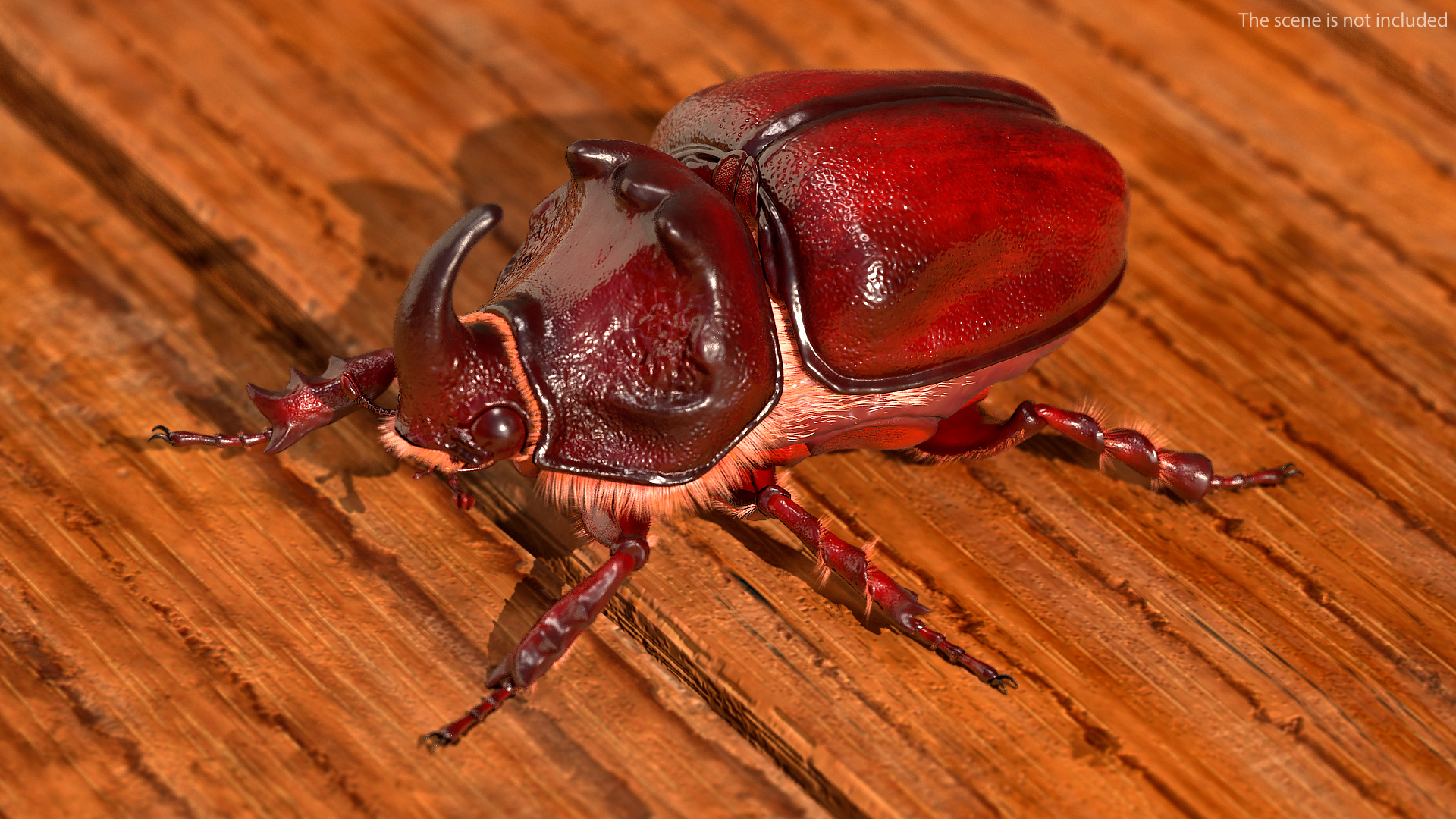 Rhinoceros Beetle Oryctes Nasicornis Standing with Fur 3D model