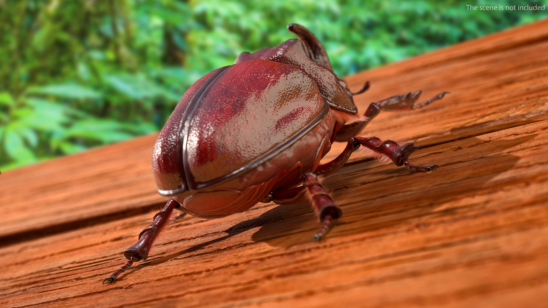 Rhinoceros Beetle Oryctes Nasicornis Standing with Fur 3D model