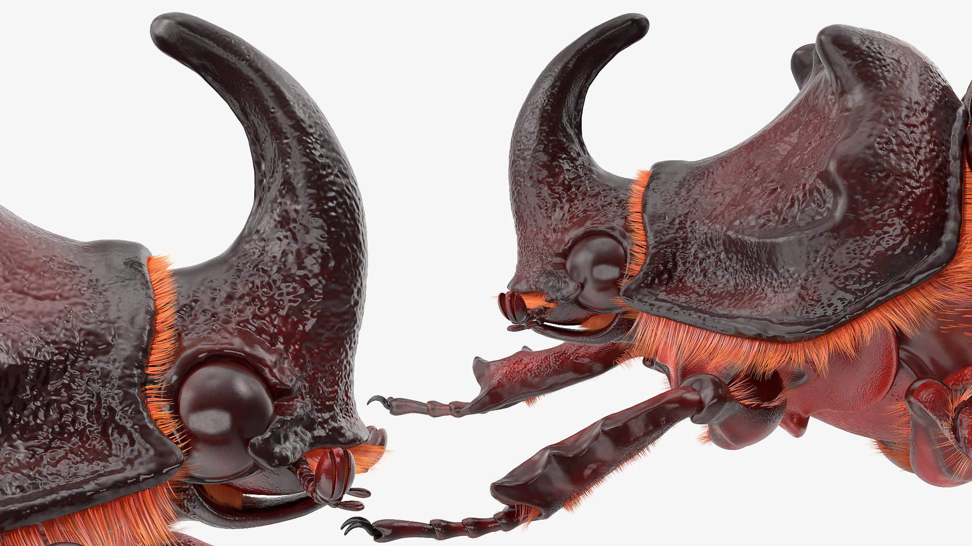 Rhinoceros Beetle Oryctes Nasicornis Standing with Fur 3D model