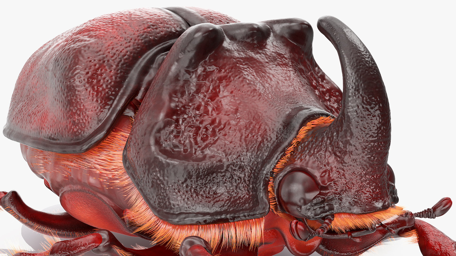 Rhinoceros Beetle Oryctes Nasicornis Standing with Fur 3D model