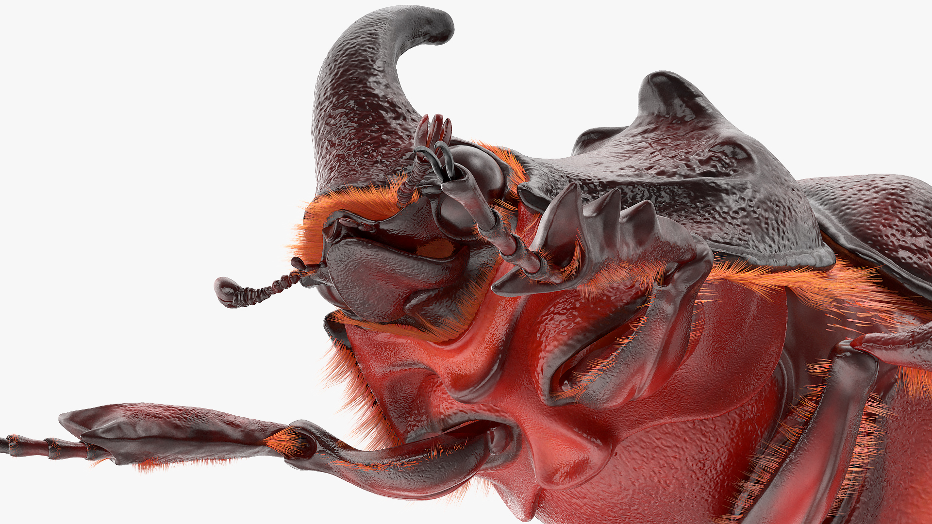 Rhinoceros Beetle Oryctes Nasicornis Standing with Fur 3D model