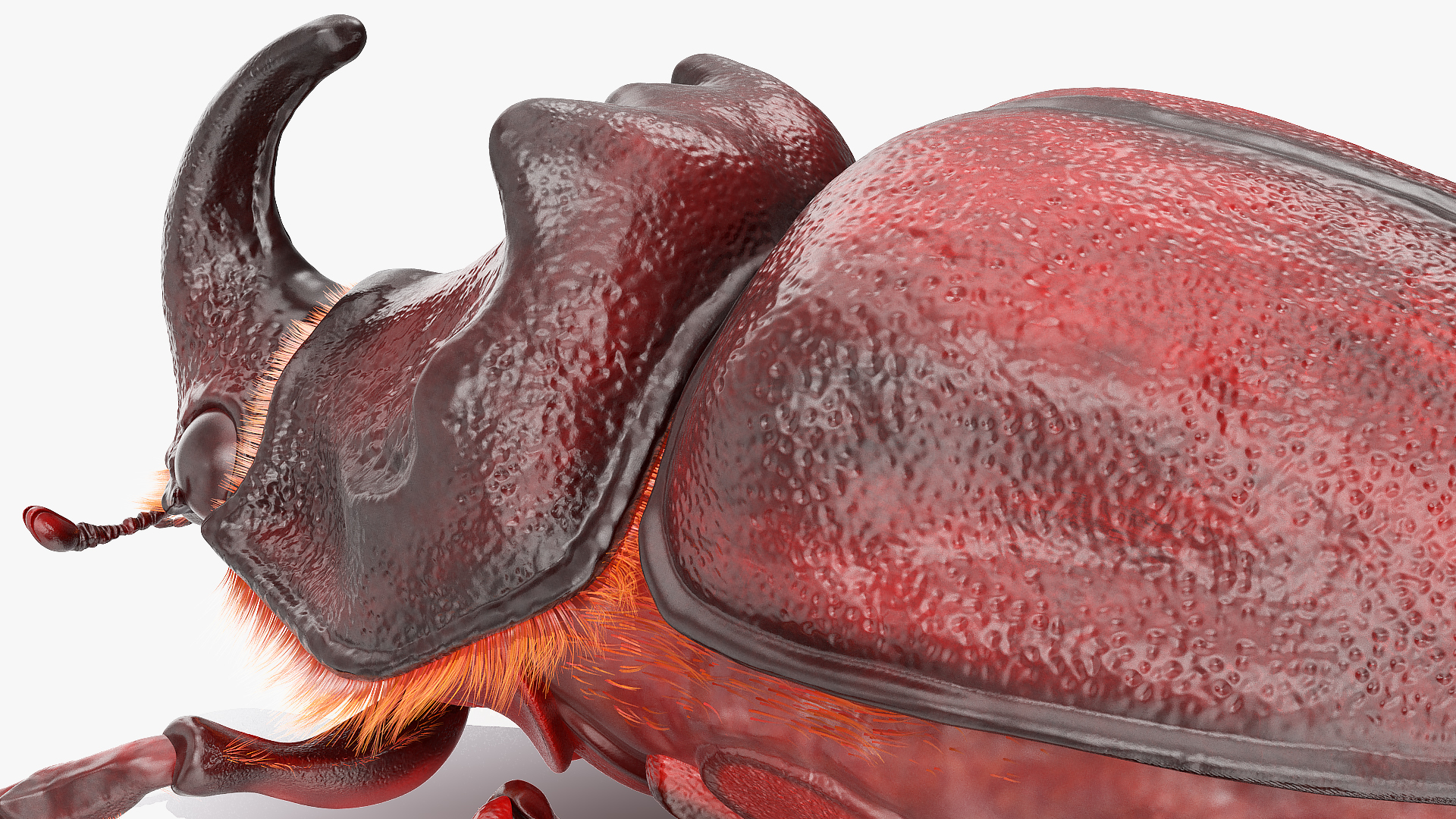 Rhinoceros Beetle Oryctes Nasicornis Standing with Fur 3D model
