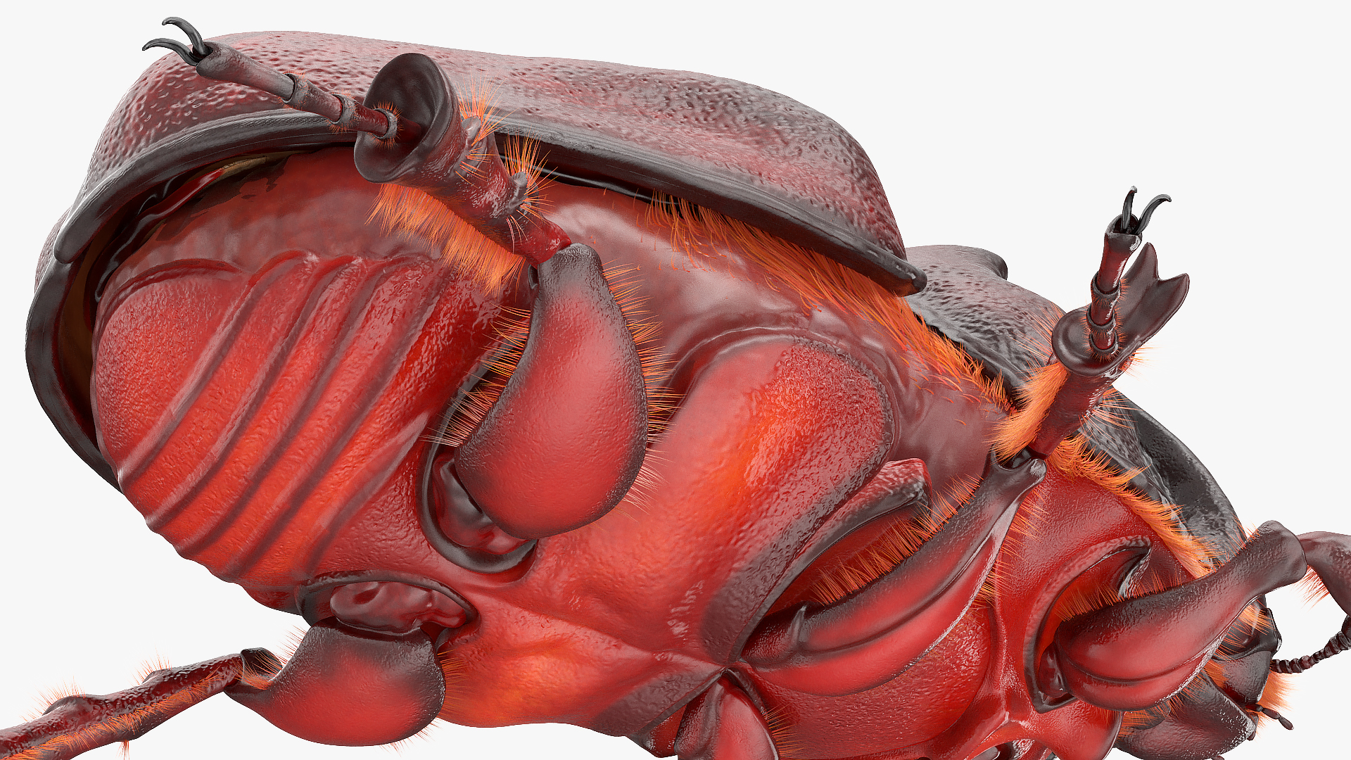 Rhinoceros Beetle Oryctes Nasicornis Standing with Fur 3D model