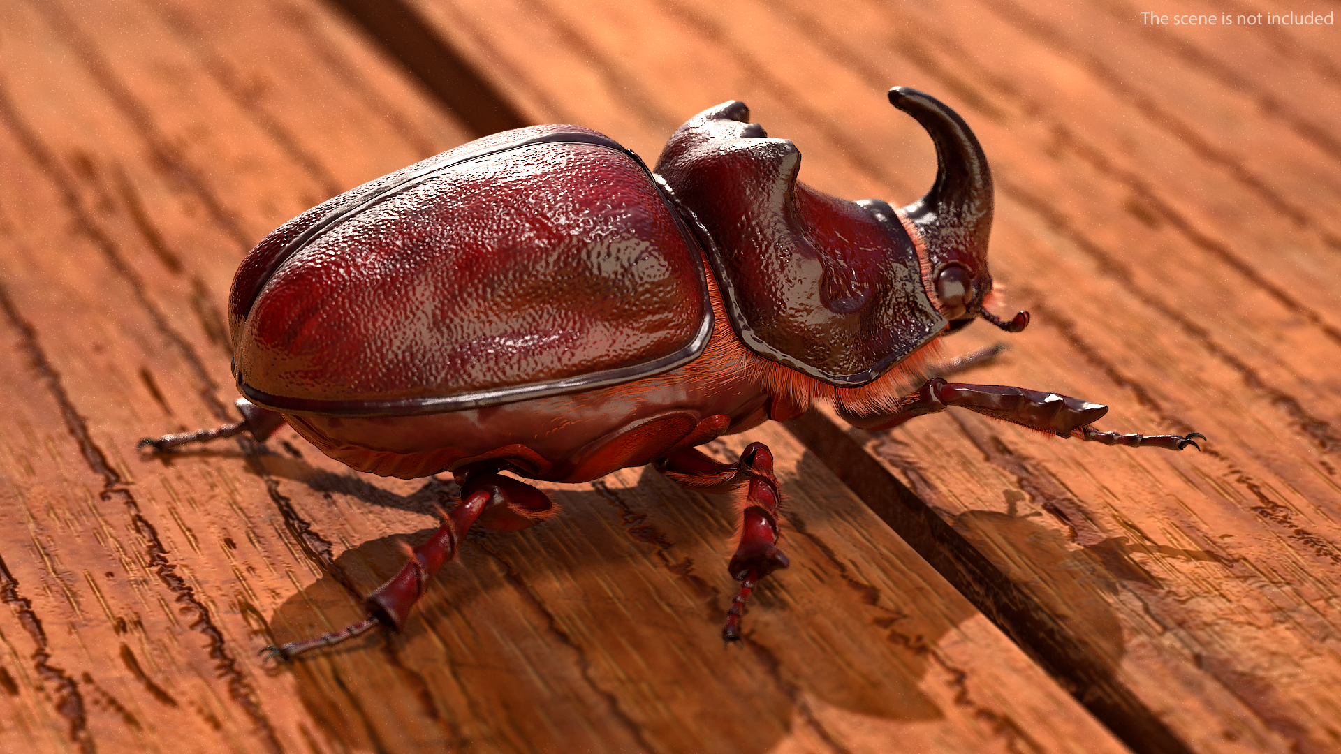 Rhinoceros Beetle Oryctes Nasicornis Standing with Fur 3D model