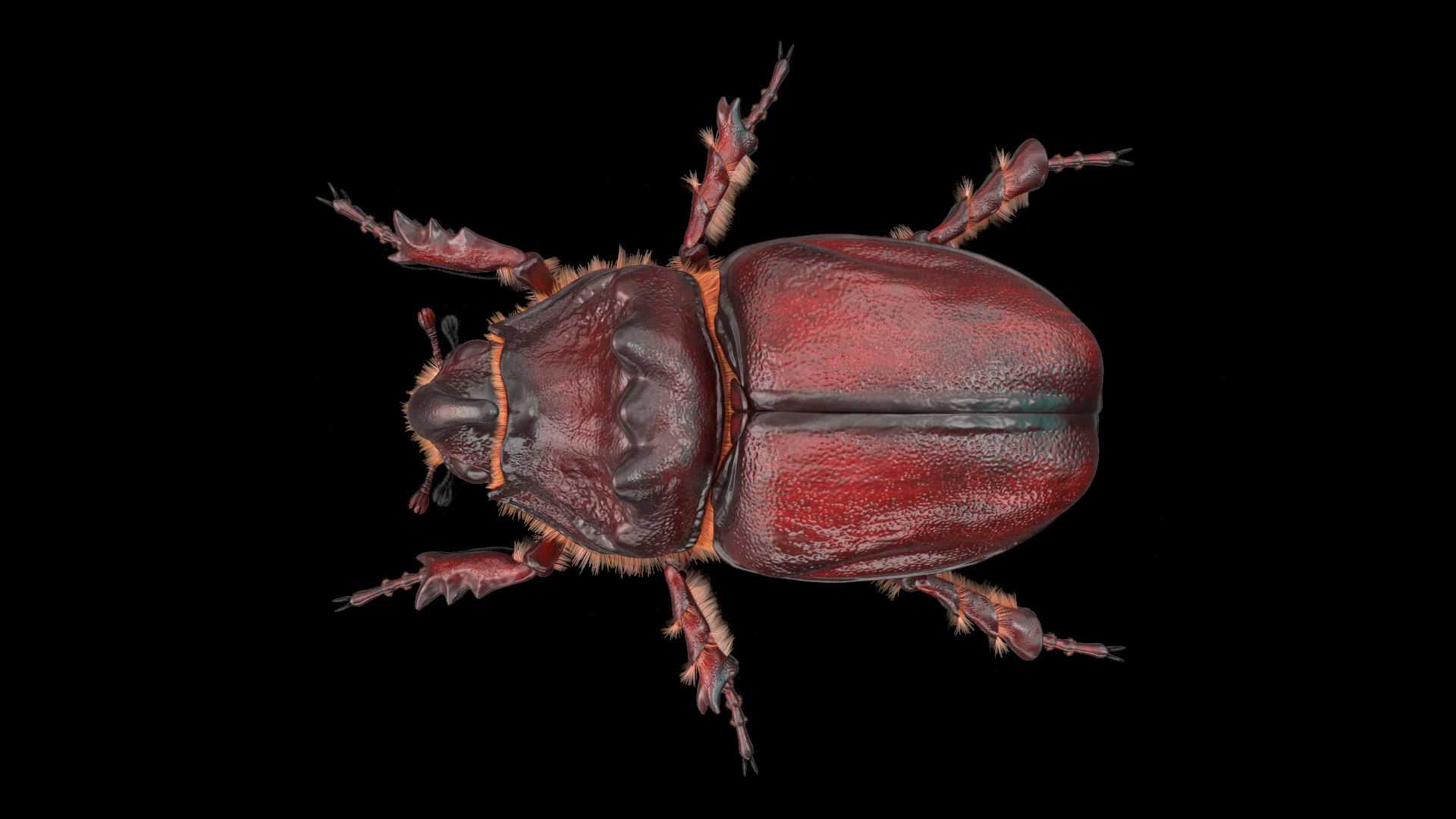 Rhinoceros Beetle Oryctes Nasicornis Standing with Fur 3D model