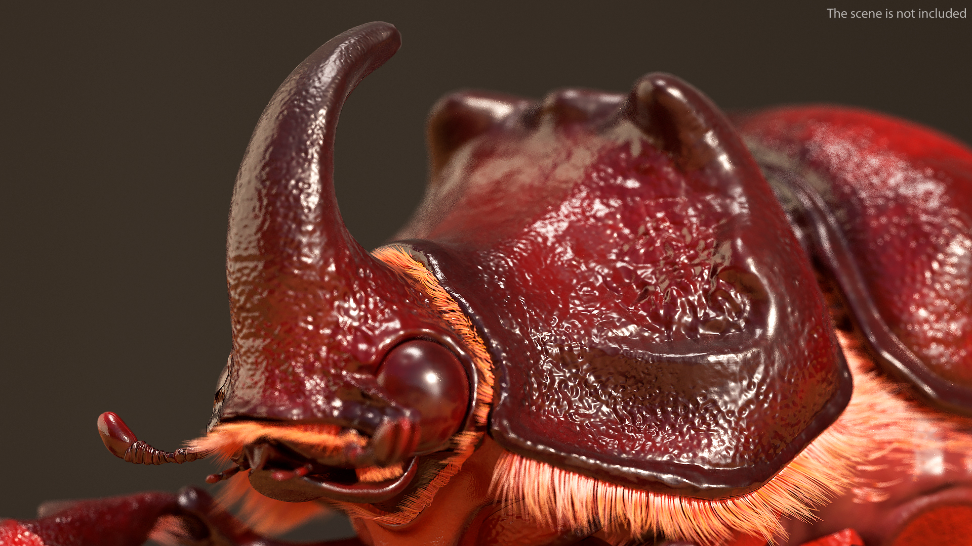 Rhinoceros Beetle Oryctes Nasicornis Standing with Fur 3D model