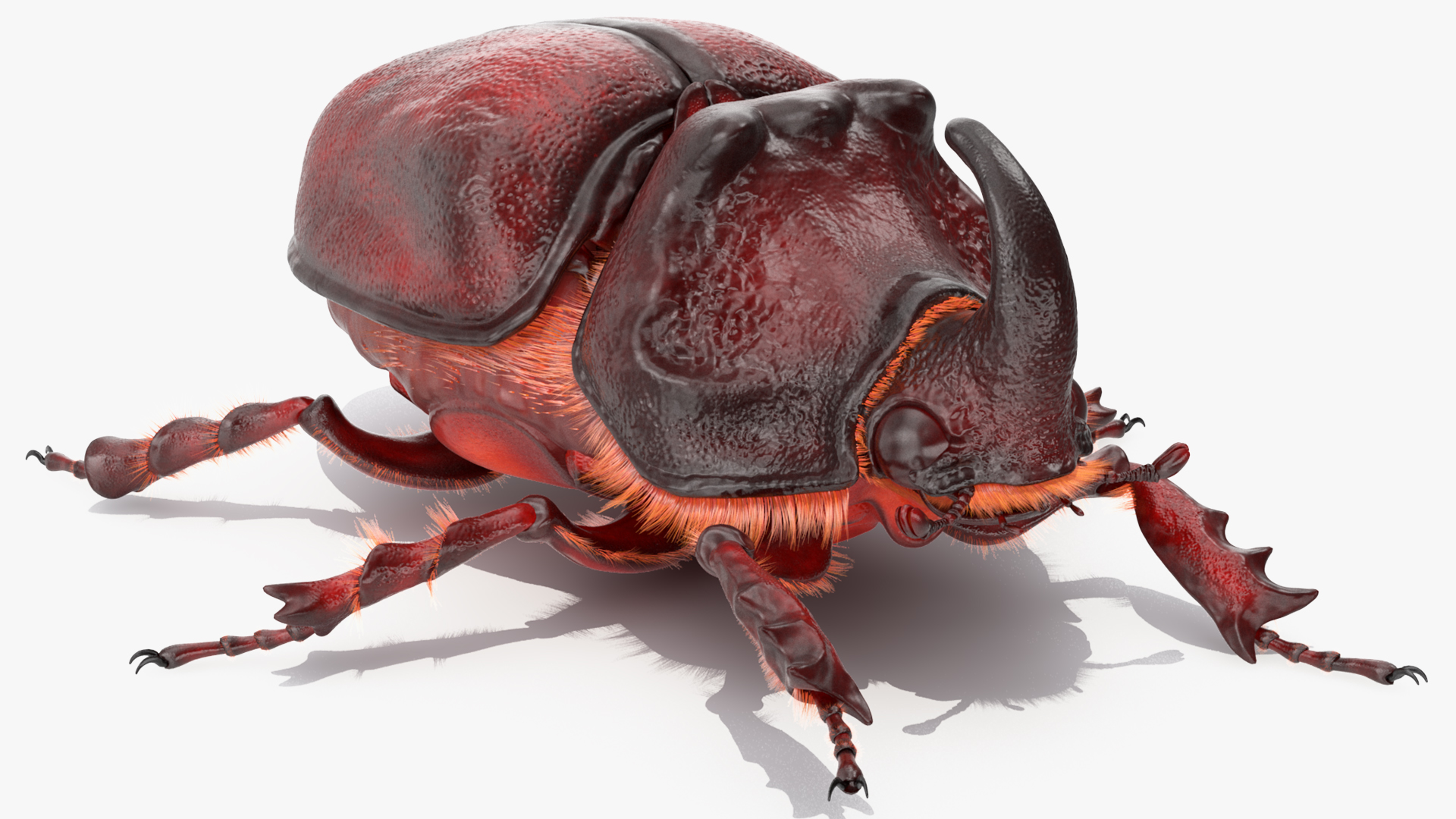 Rhinoceros Beetle Oryctes Nasicornis Standing with Fur 3D model