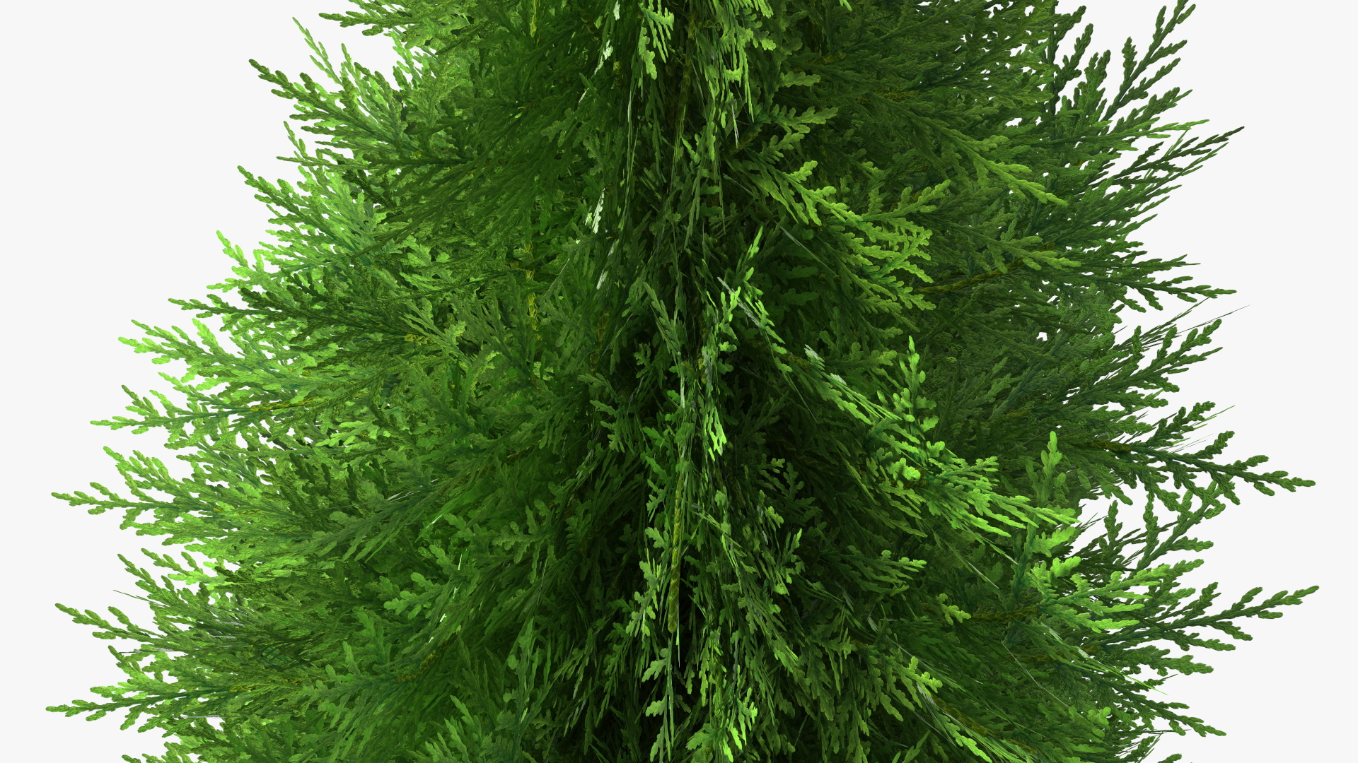 3D Chinese Arborvitae model