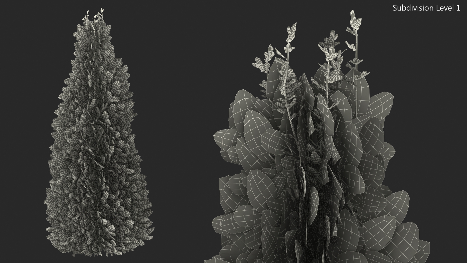 3D Chinese Arborvitae model