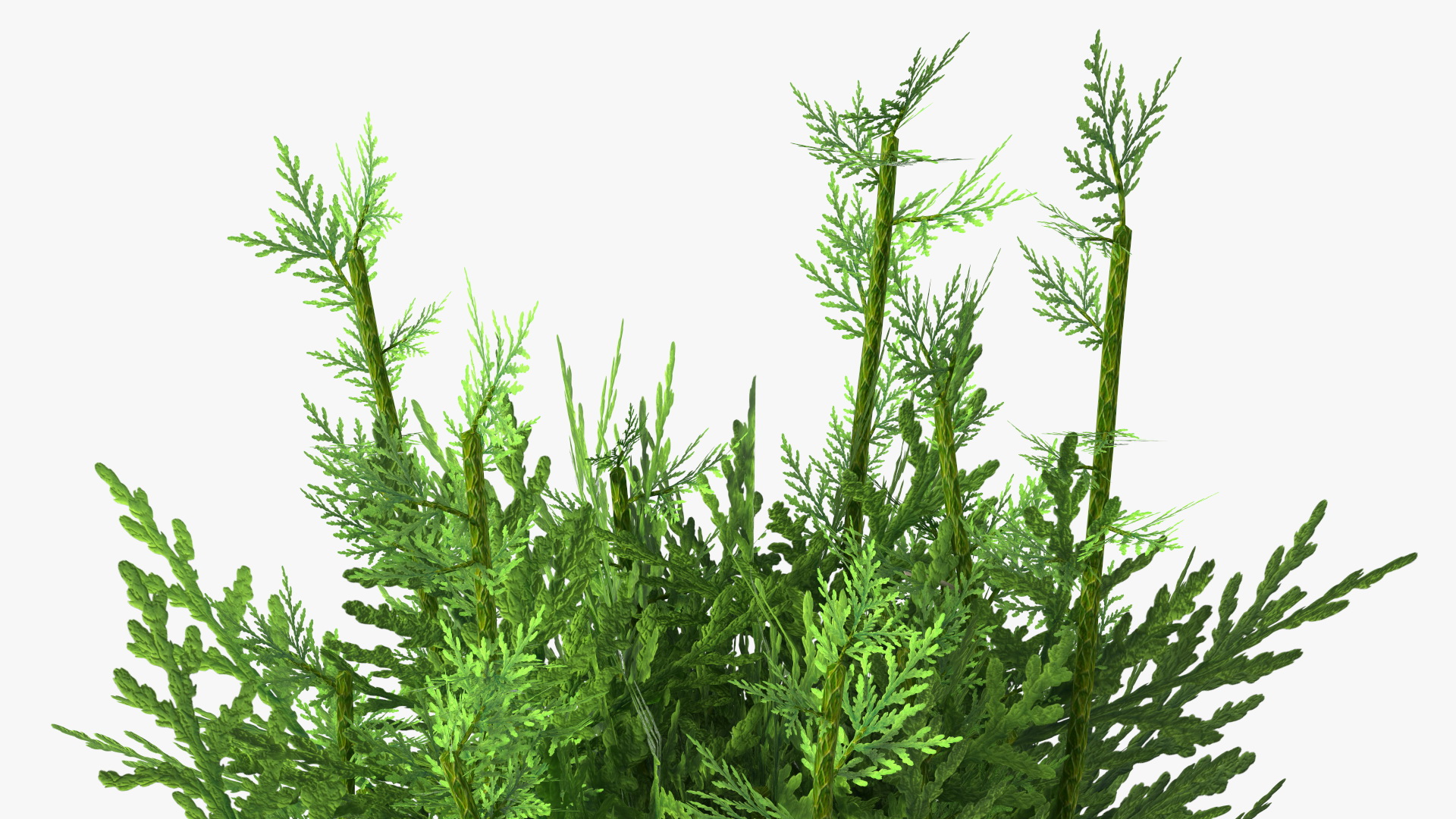 3D Chinese Arborvitae model