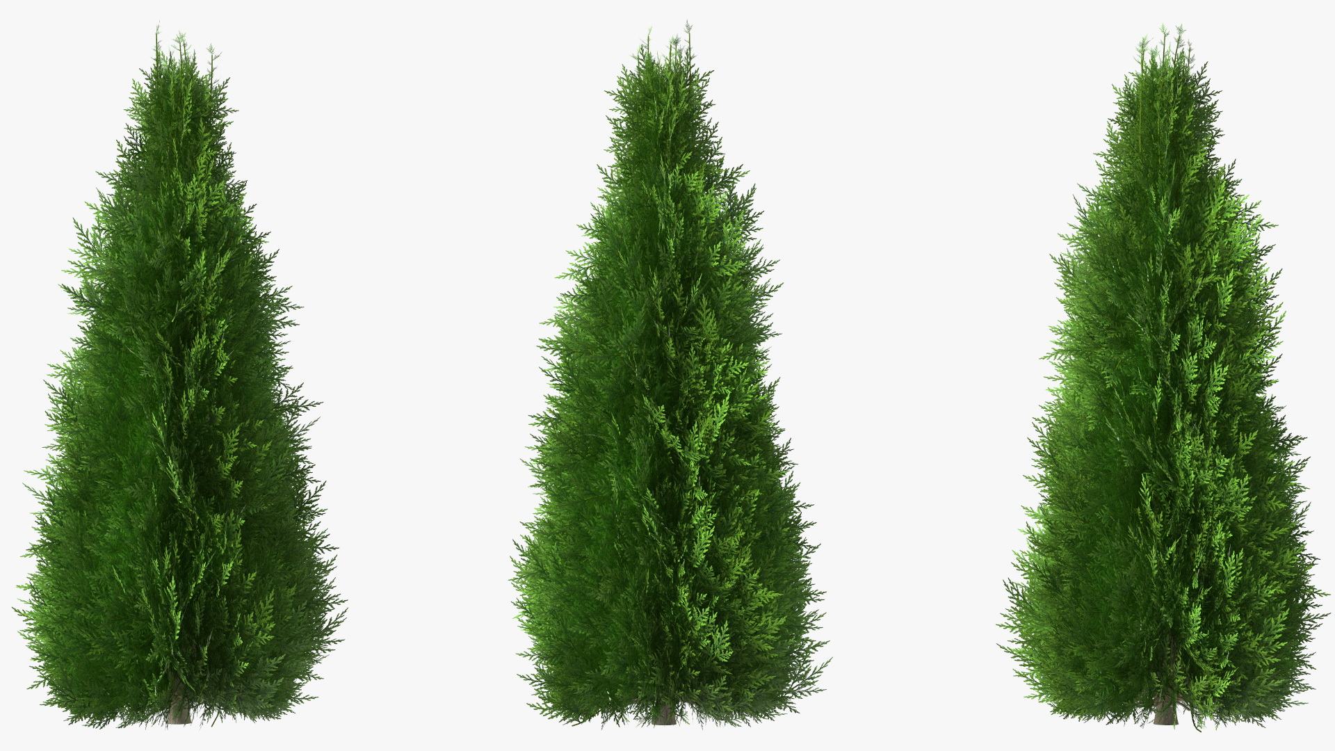 3D Chinese Arborvitae model