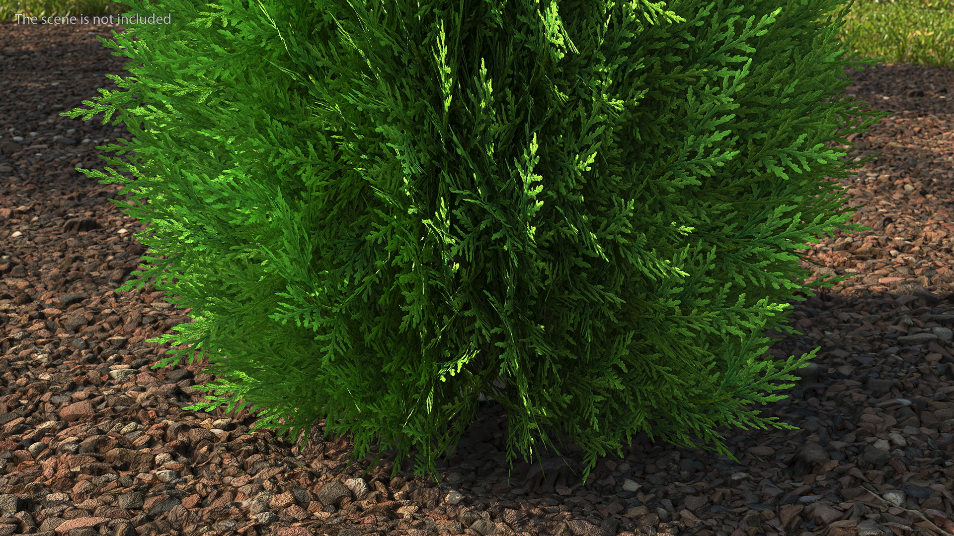 3D Chinese Arborvitae model