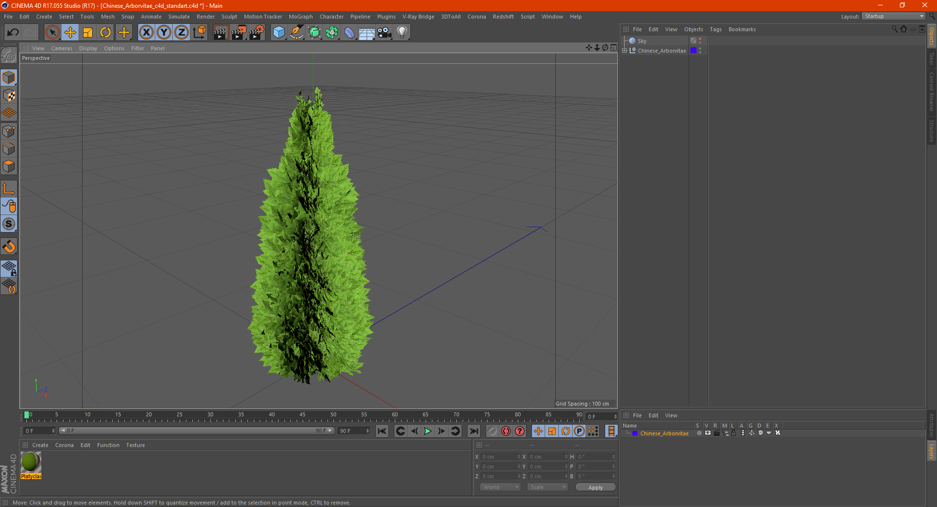 3D Chinese Arborvitae model