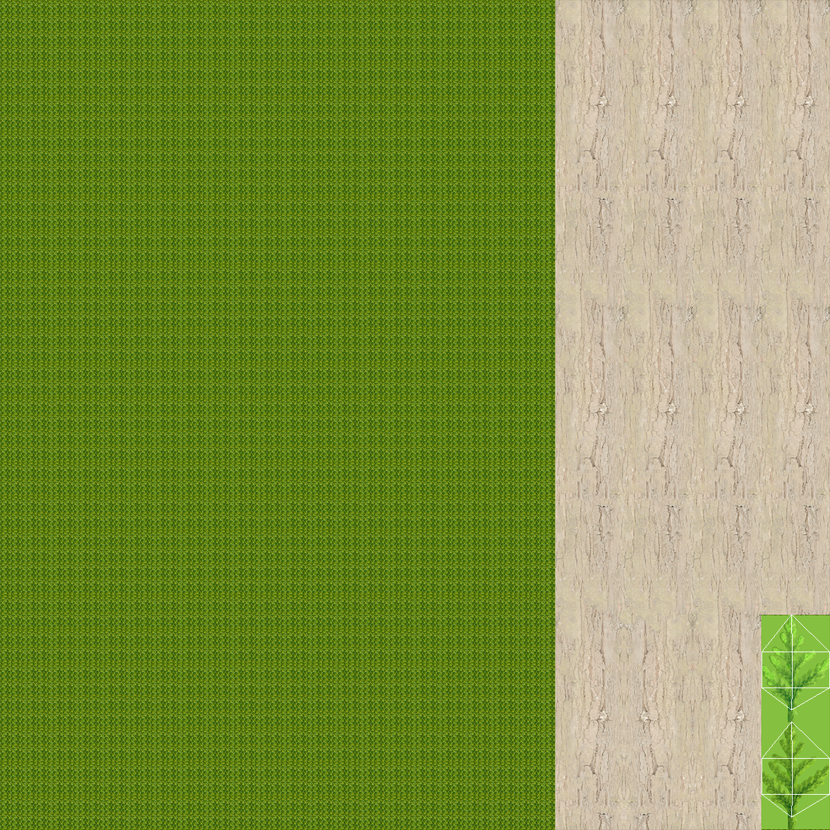 3D Chinese Arborvitae model