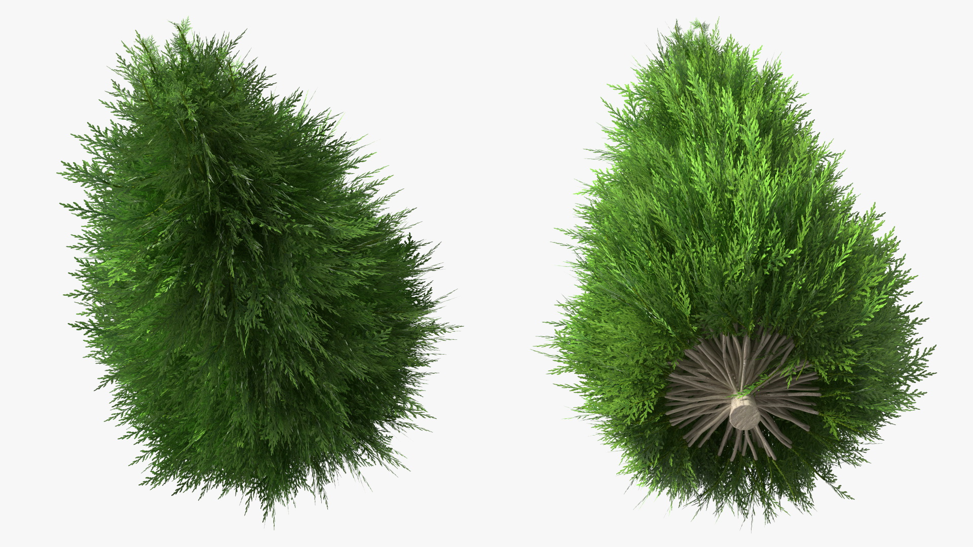 3D Chinese Arborvitae model