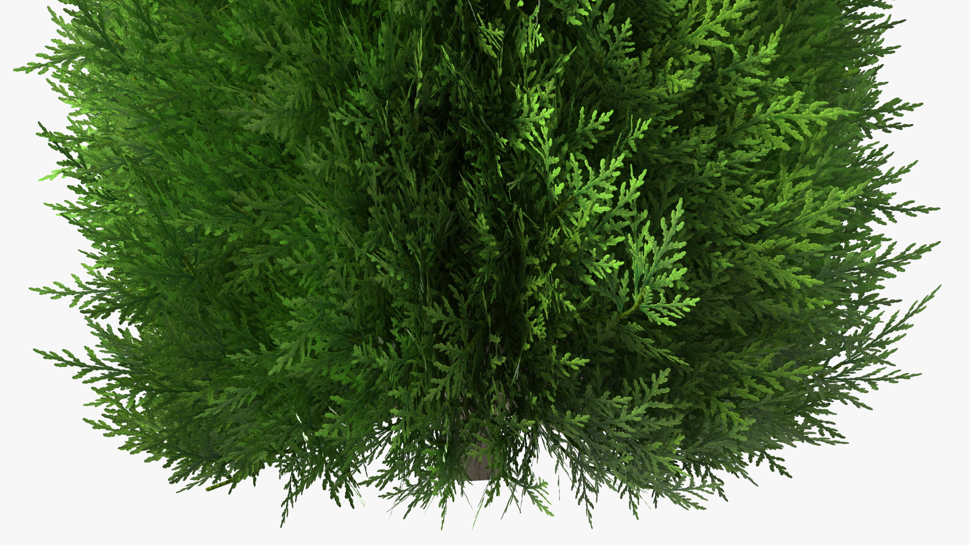 3D Chinese Arborvitae model