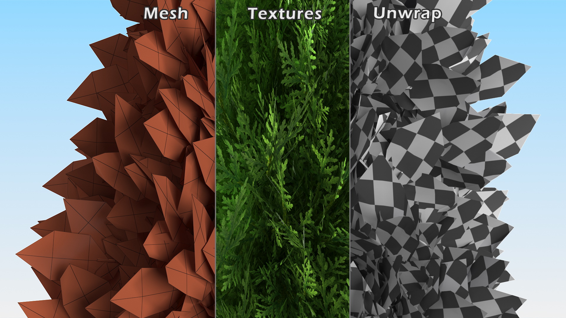 3D Chinese Arborvitae model