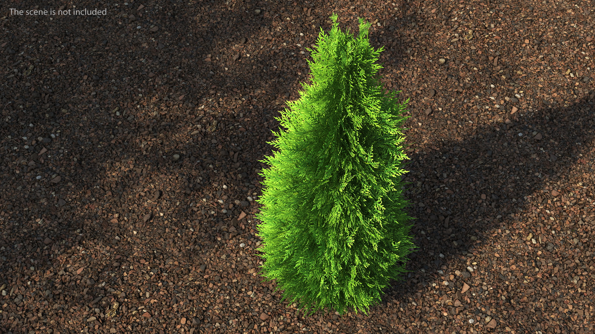 3D Chinese Arborvitae model