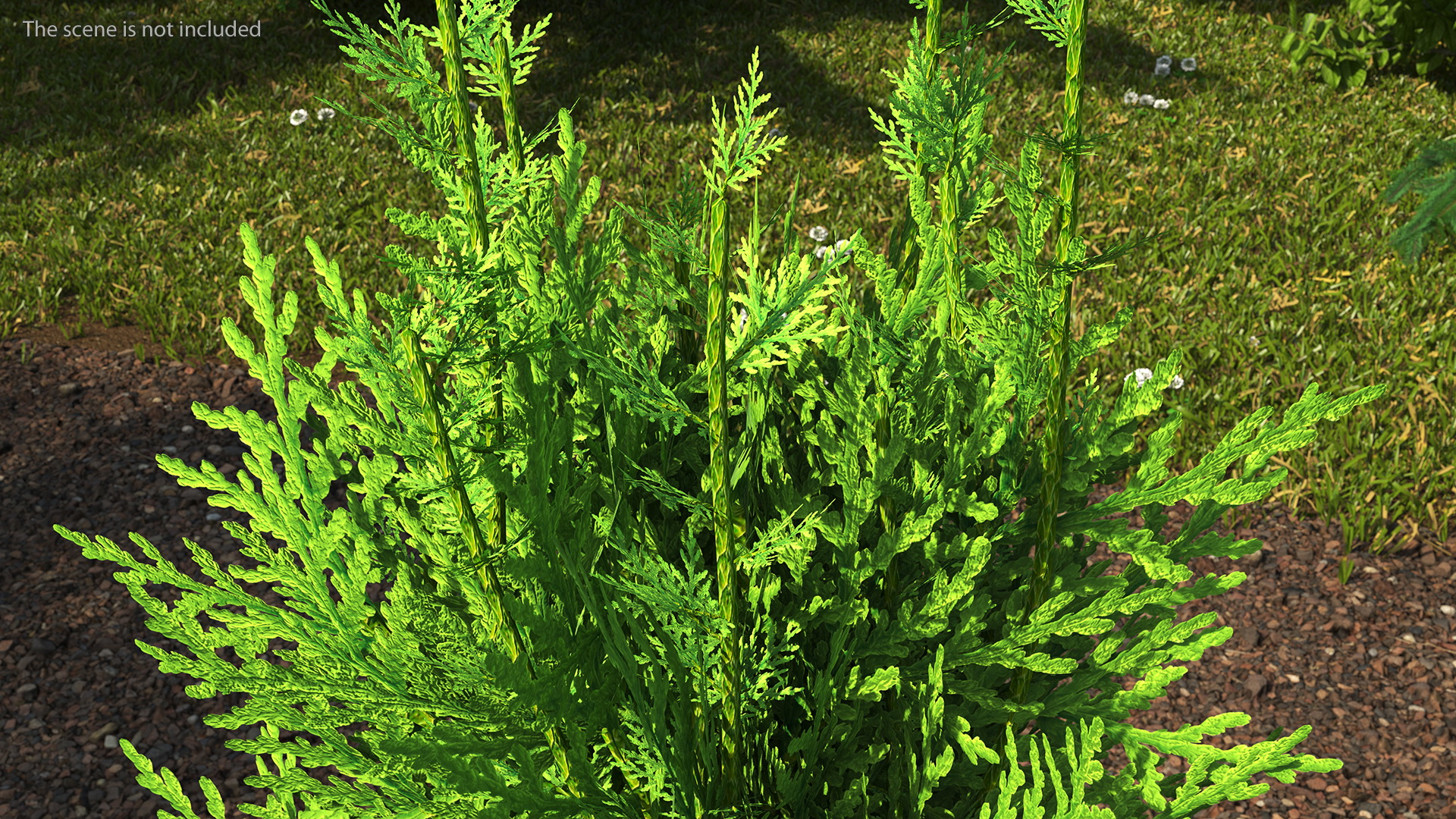 3D Chinese Arborvitae model